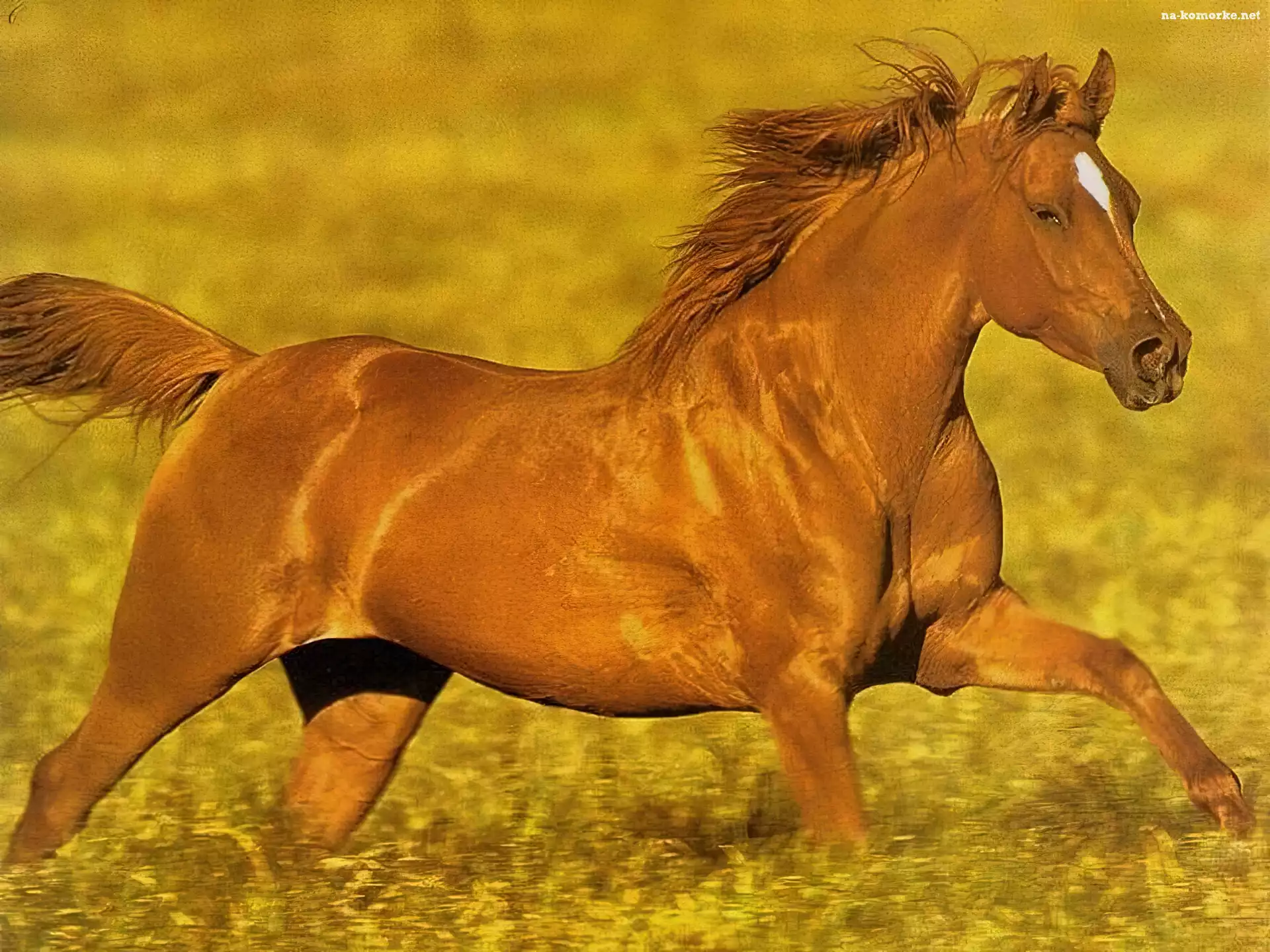 Kasztanowy, Galop, Konik, Łąka