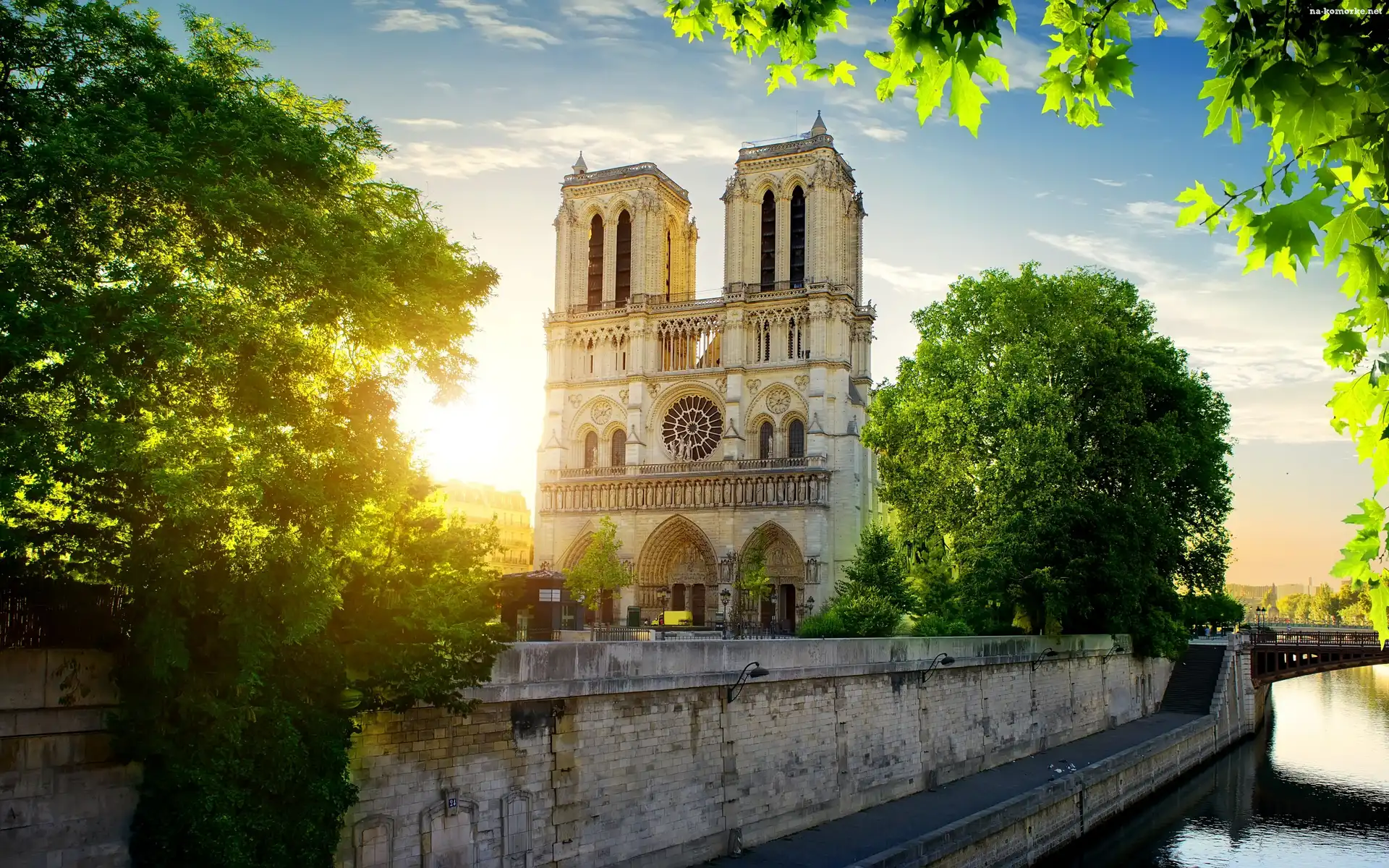 Katedra Notre Dame, Francja, Drzewa, Paryż