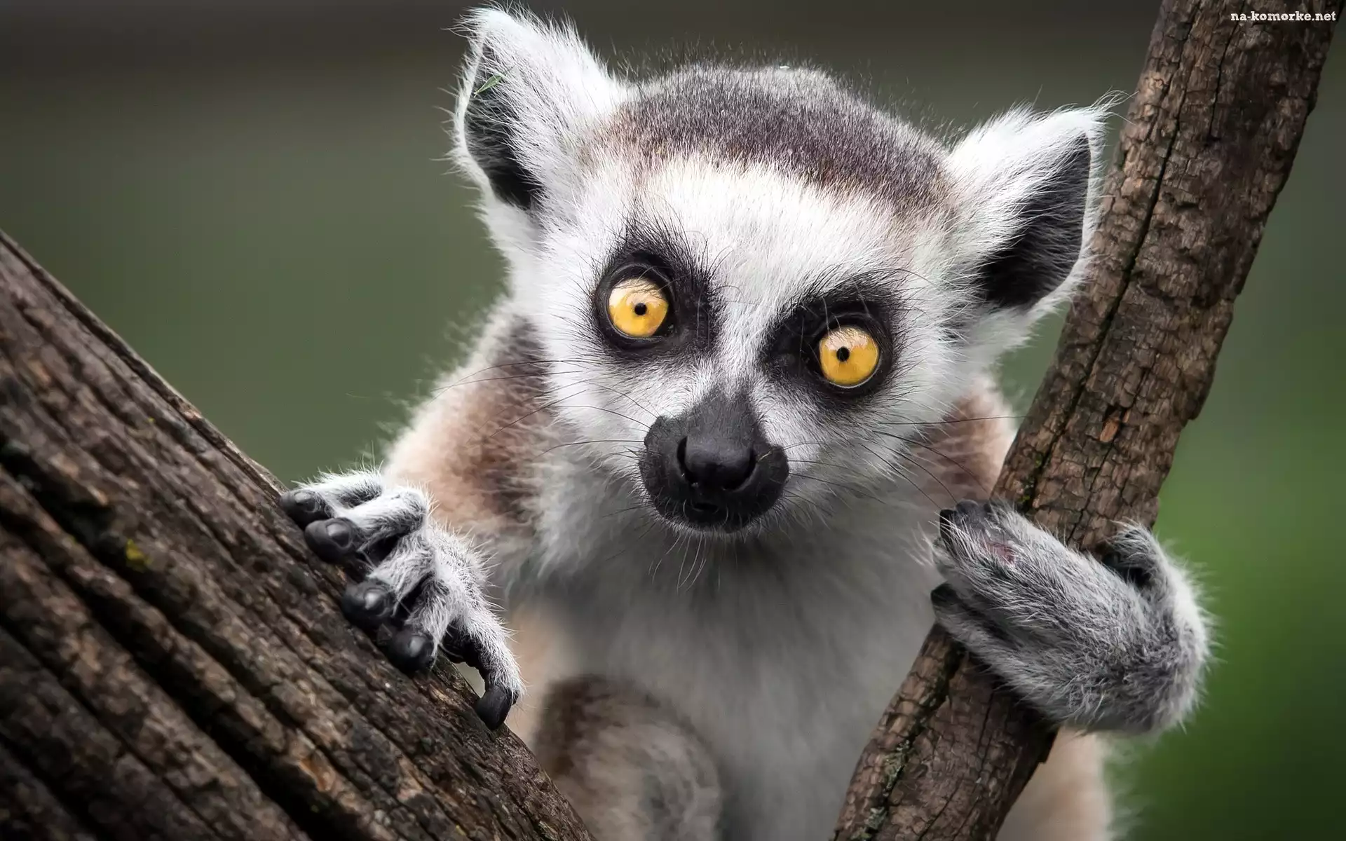 Lemur, Katta, Drzewo