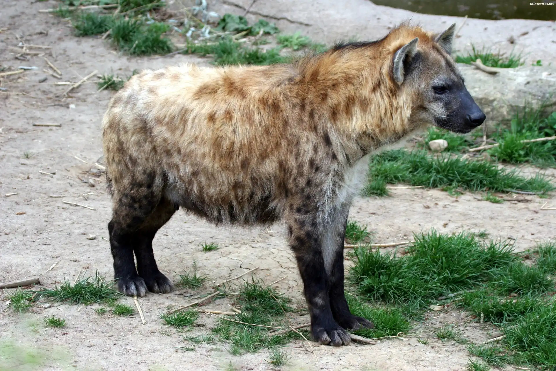 Hiena, Kępki, Trawy
