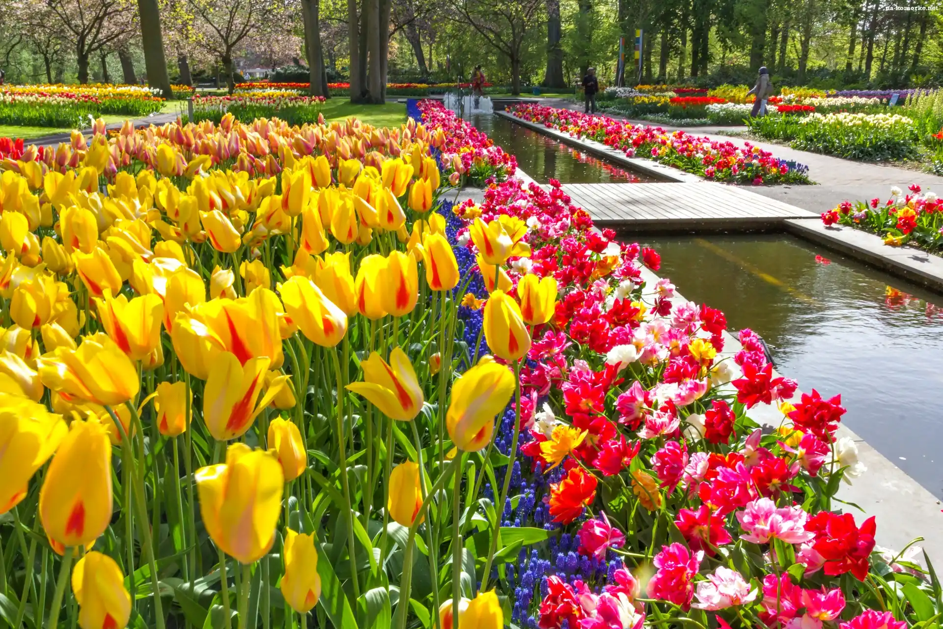 Keukenhof, Tulipany, Wiosna, Holandia, Park, Lisse