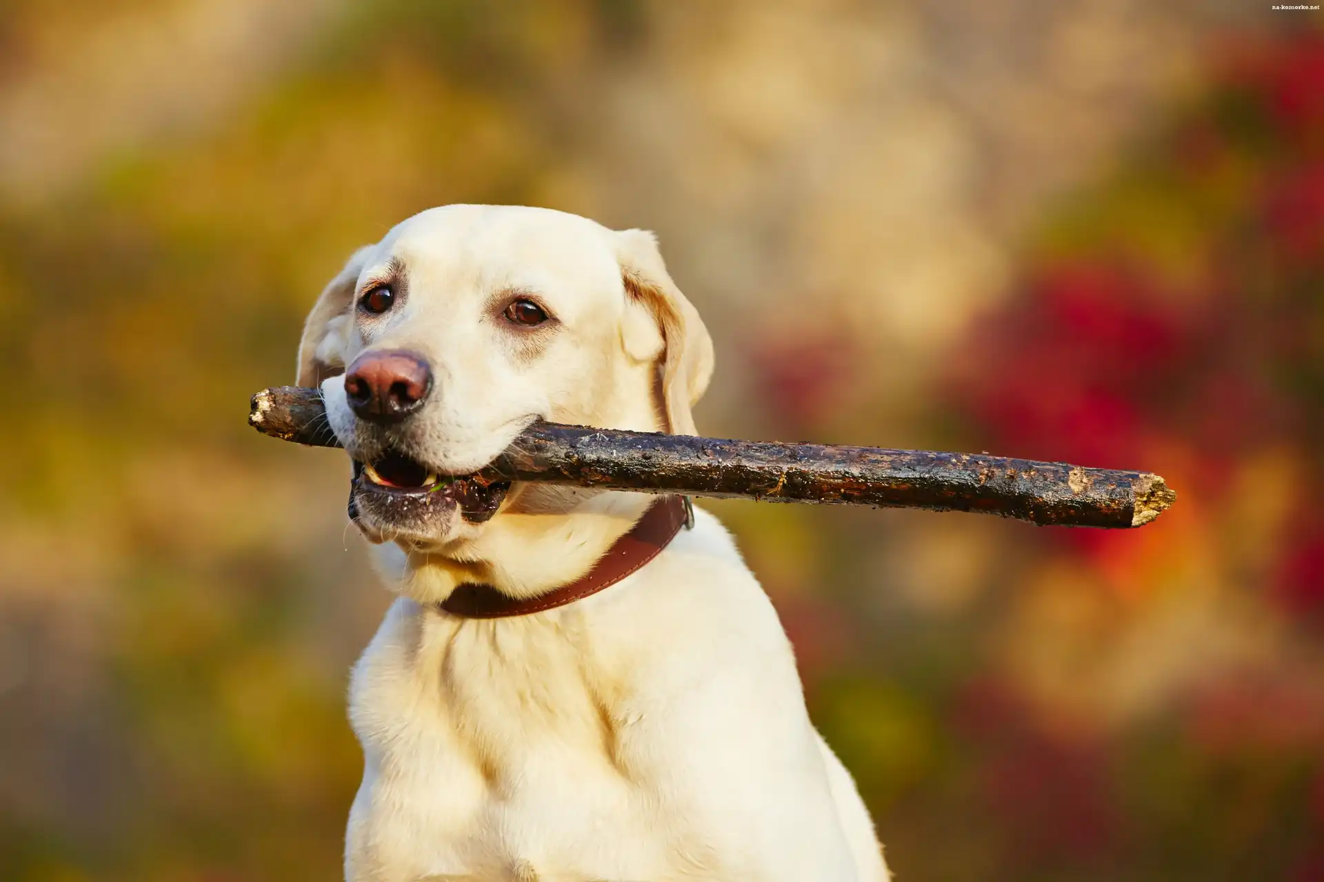 Kij, Labrador, Pies, Łąka, Retriever, Zabawa