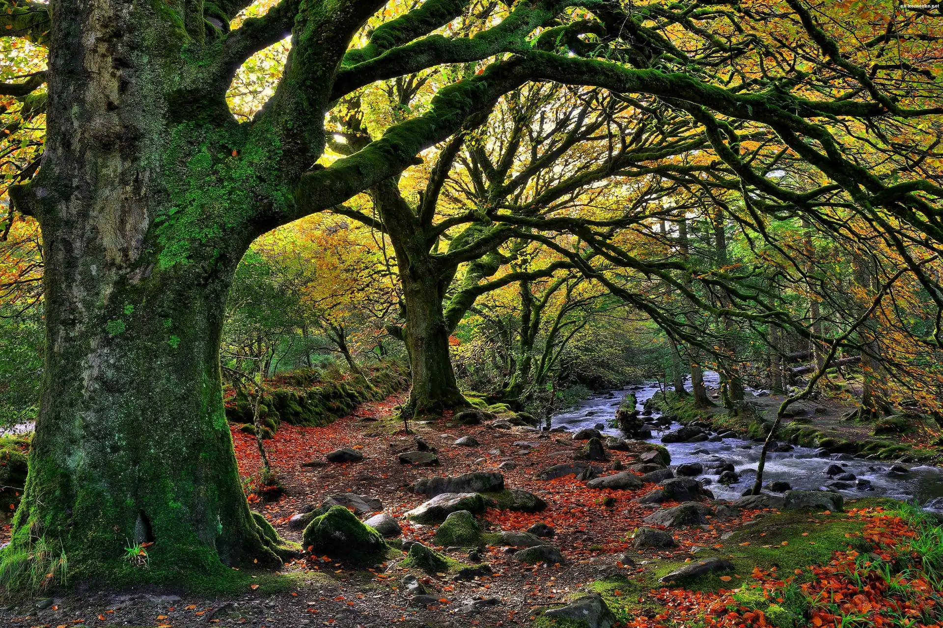Killarney, Narodowy, Irlandia, Kamienie, Park, Rzeczka