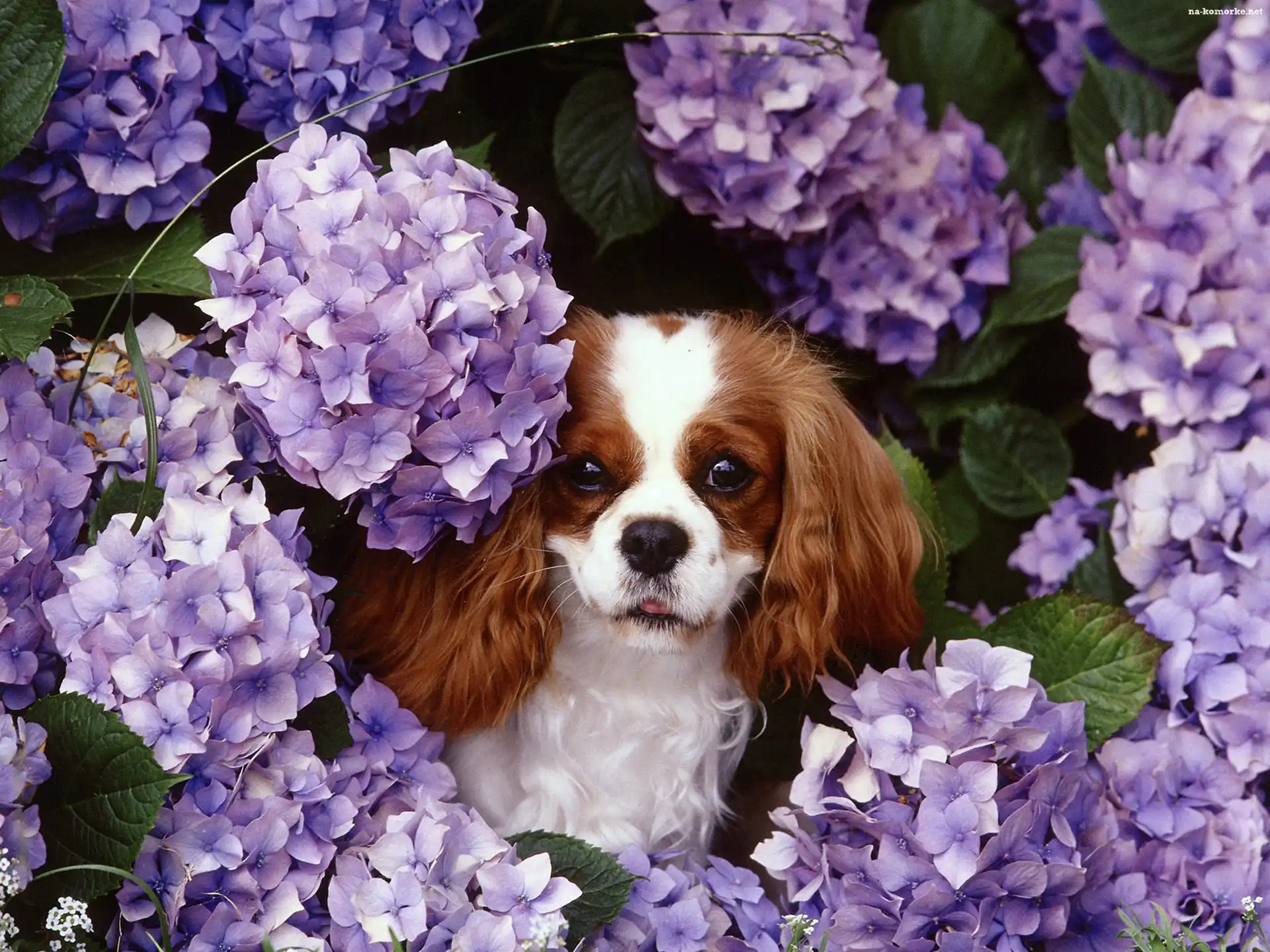 King Charles Spaniel, fioletowe, kwiatki