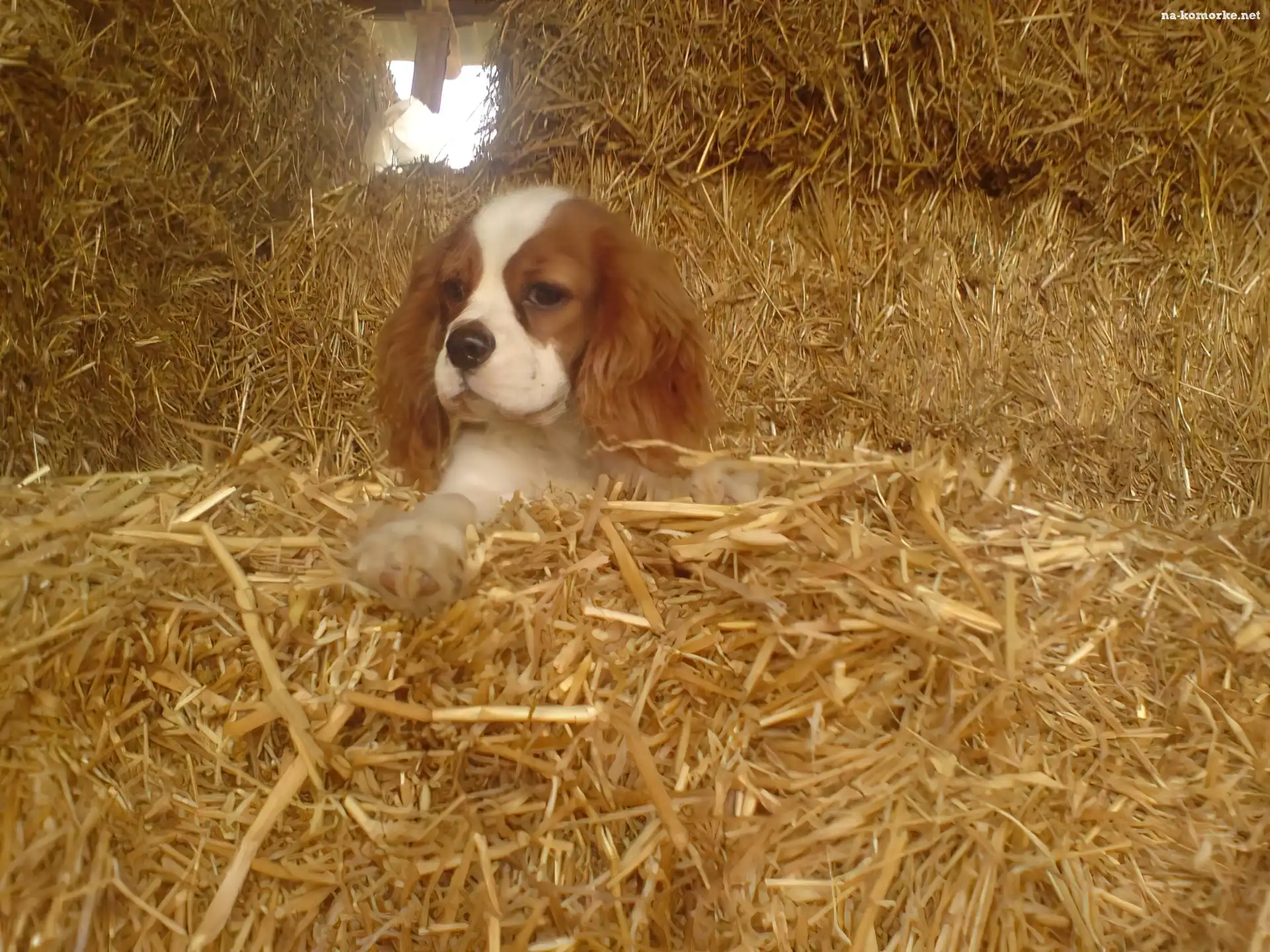 King Charles Spaniel, siano