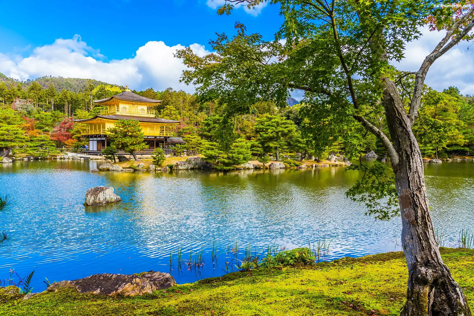 Kioto, Świątynia Kinkakuji, Staw Kyko chi, Japonia, Drzewo, Złoty Pawilon
