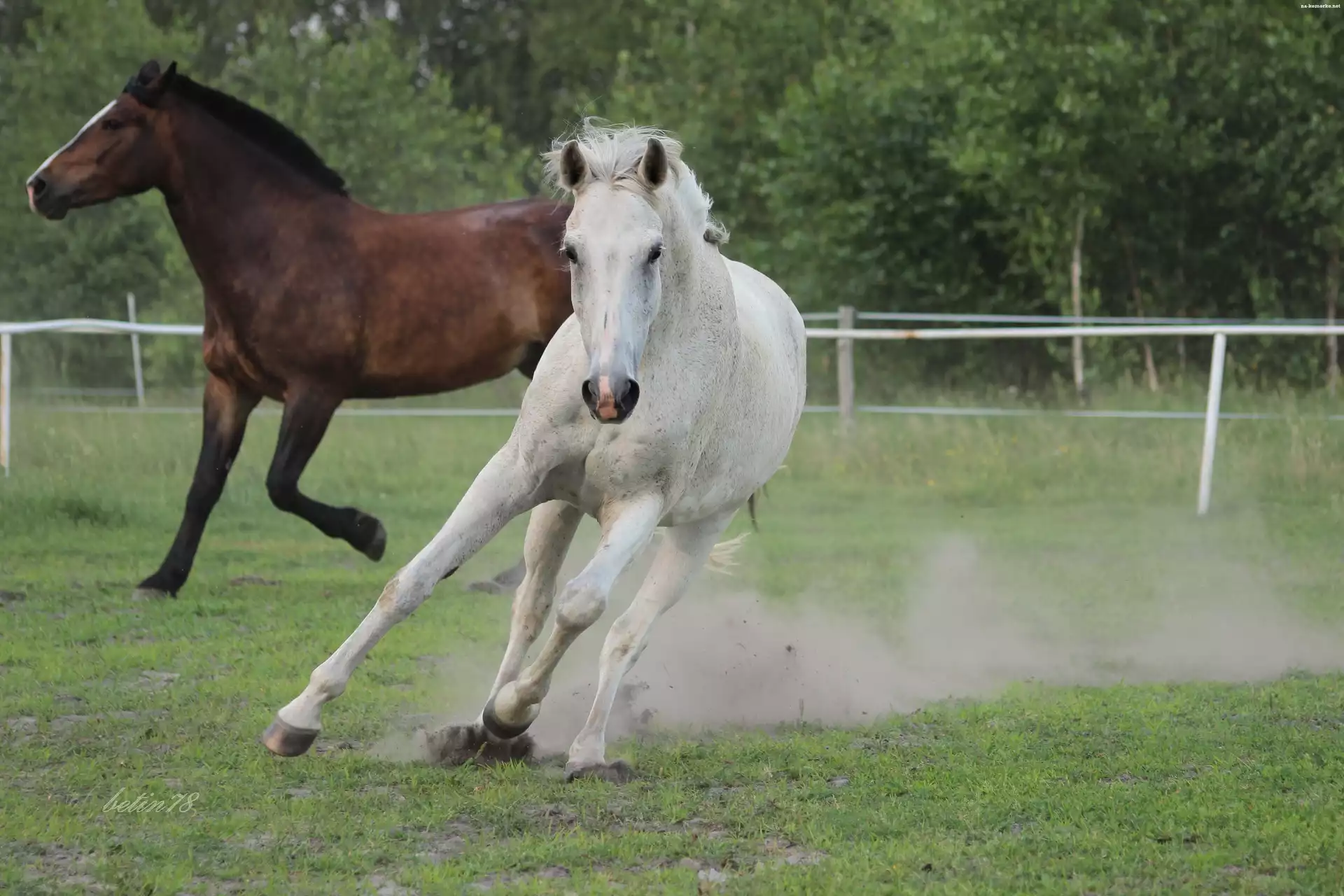 Klacz, Pastwisko, Siwa, Galop