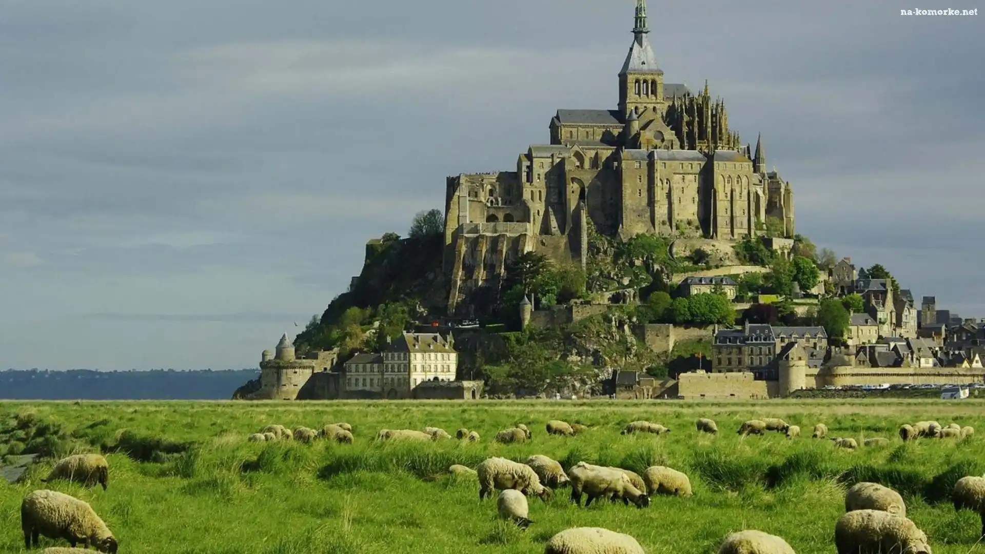 Francja, Klasztor, Łąka, Owce, Mount Saint Michel