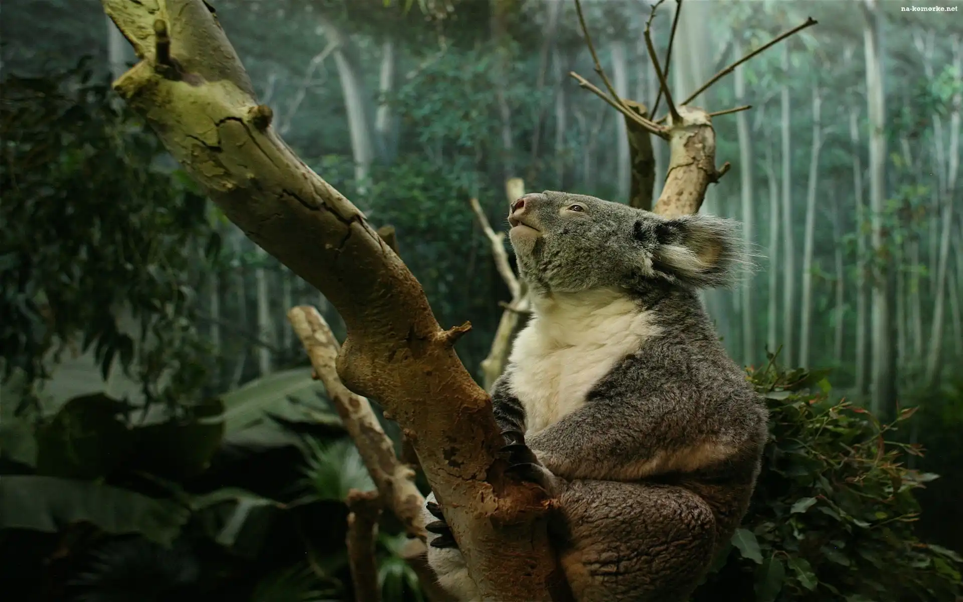 Miś, Koala, Drzewa