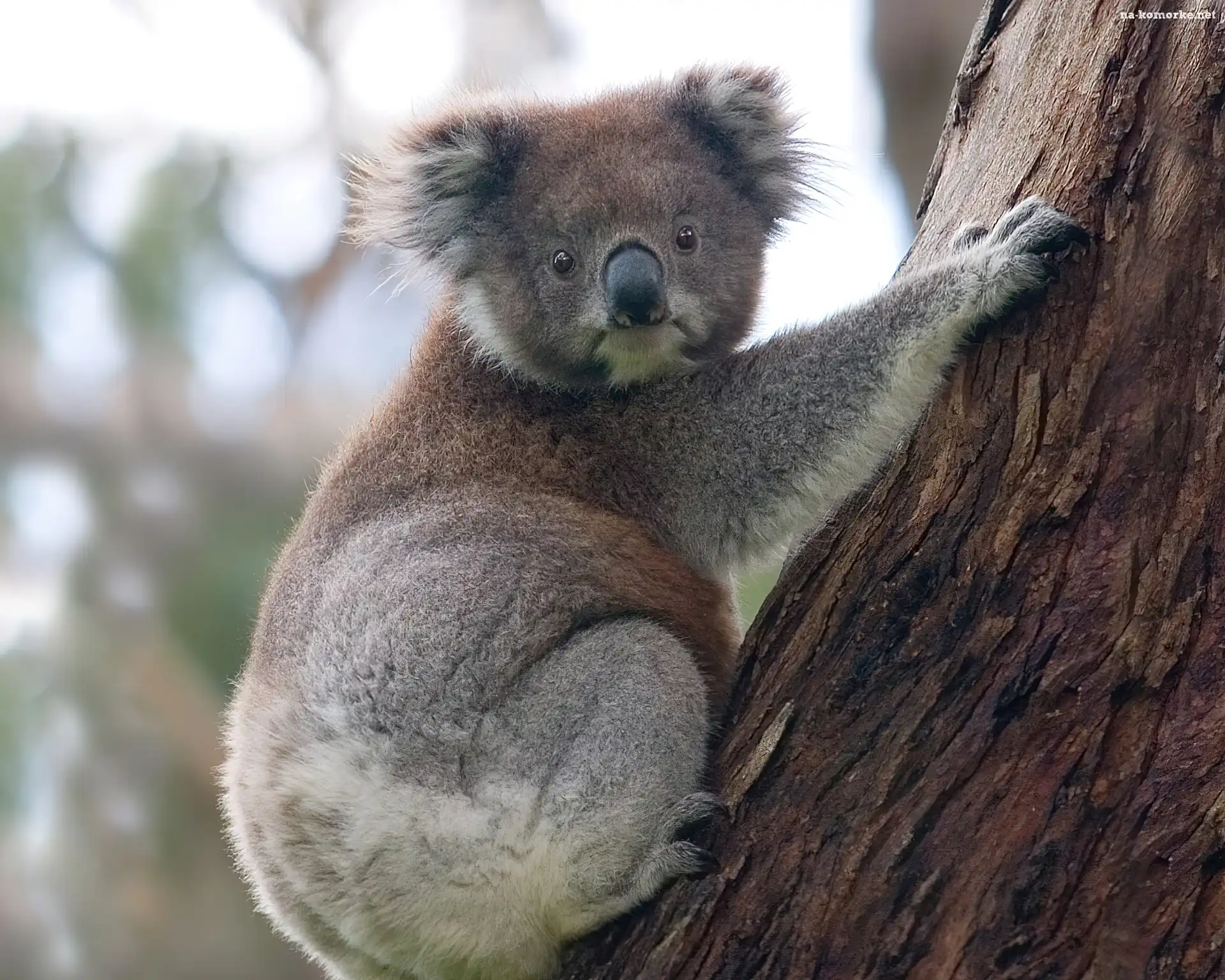 Miś, Koala, Drzewo
