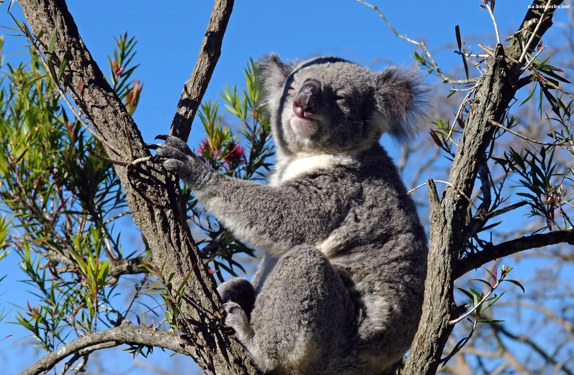 Miś, Koala, Drzewo