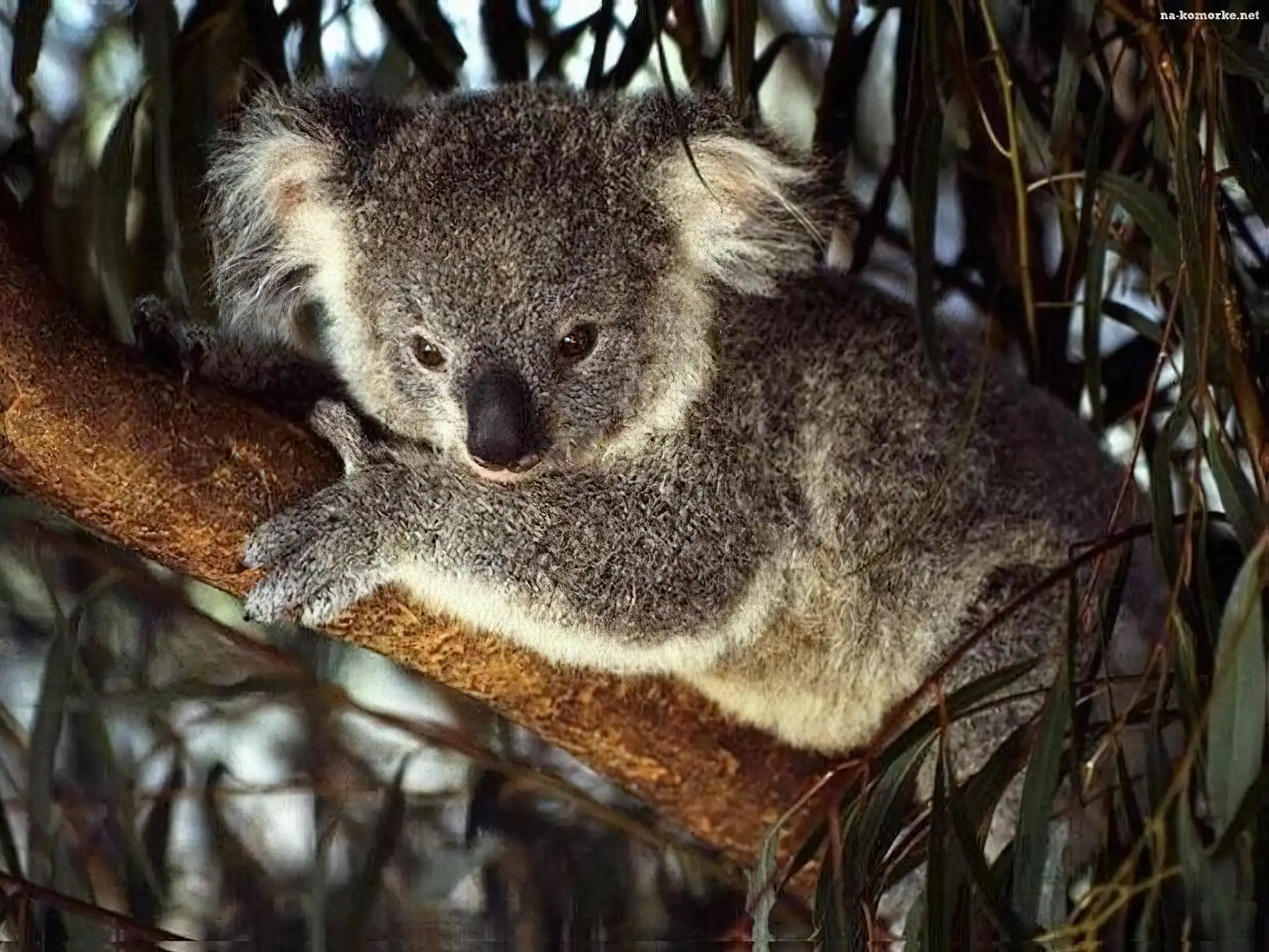 Miś, Koala, Gałąź