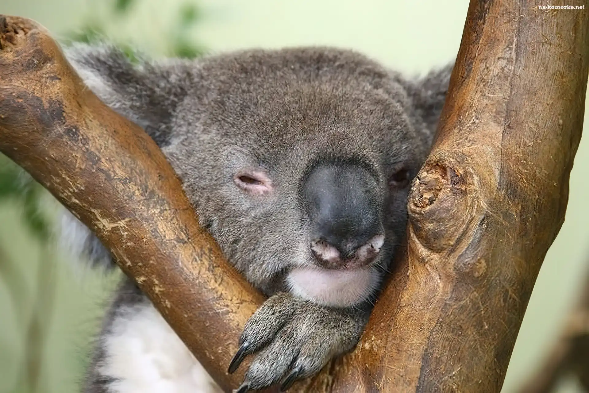 Koala, Sen
