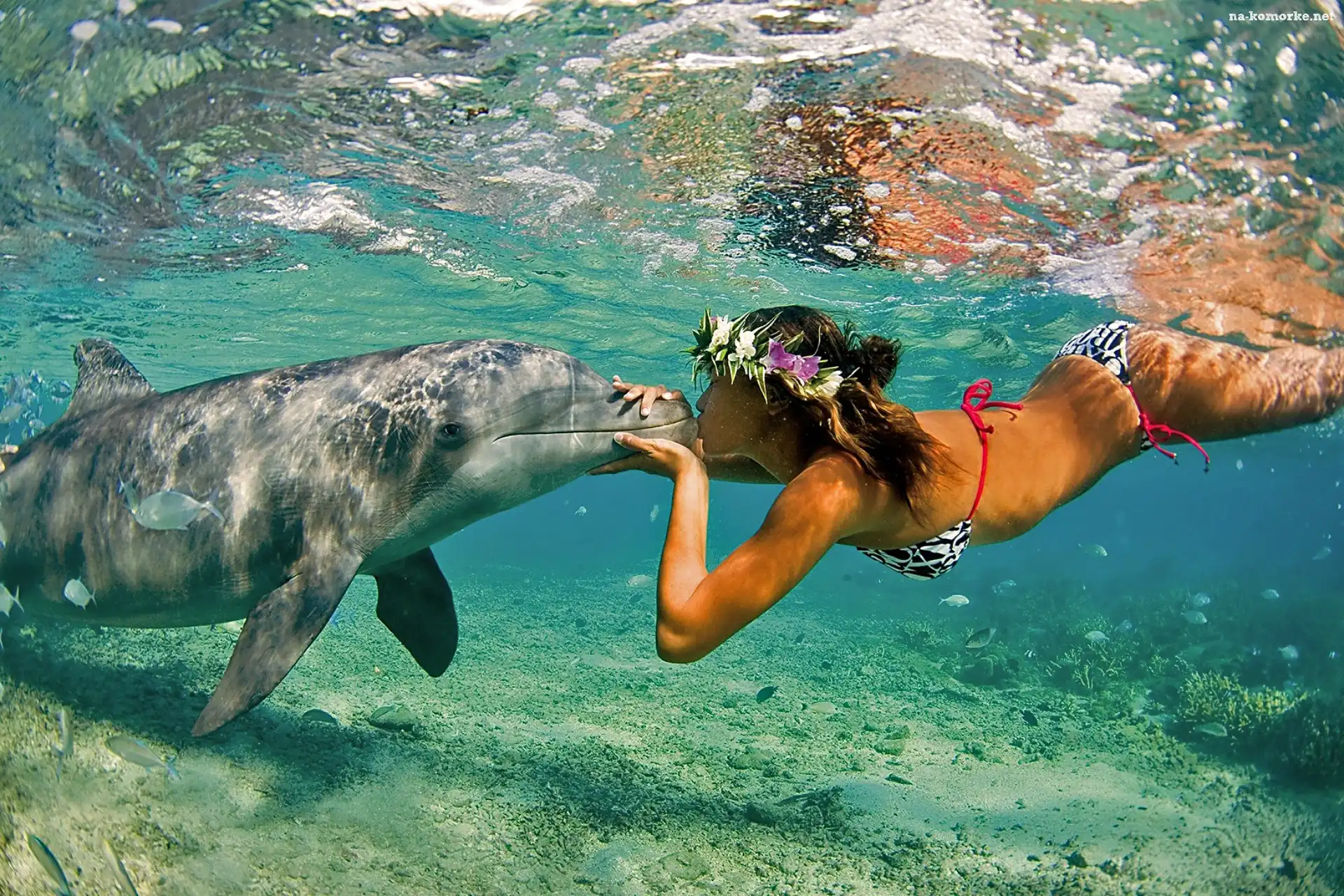 Delfin, Kobieta, Oceanarium