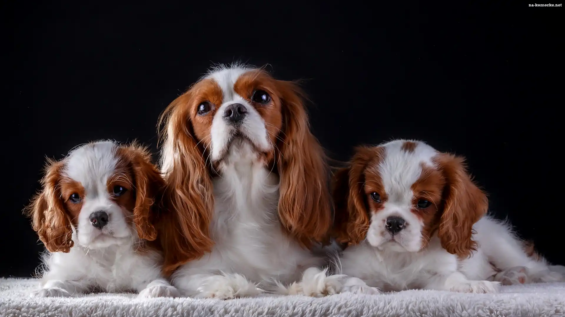 Ciemne tło, Cavalier king charles spaniel, Szczenięta, Suczka, Koc