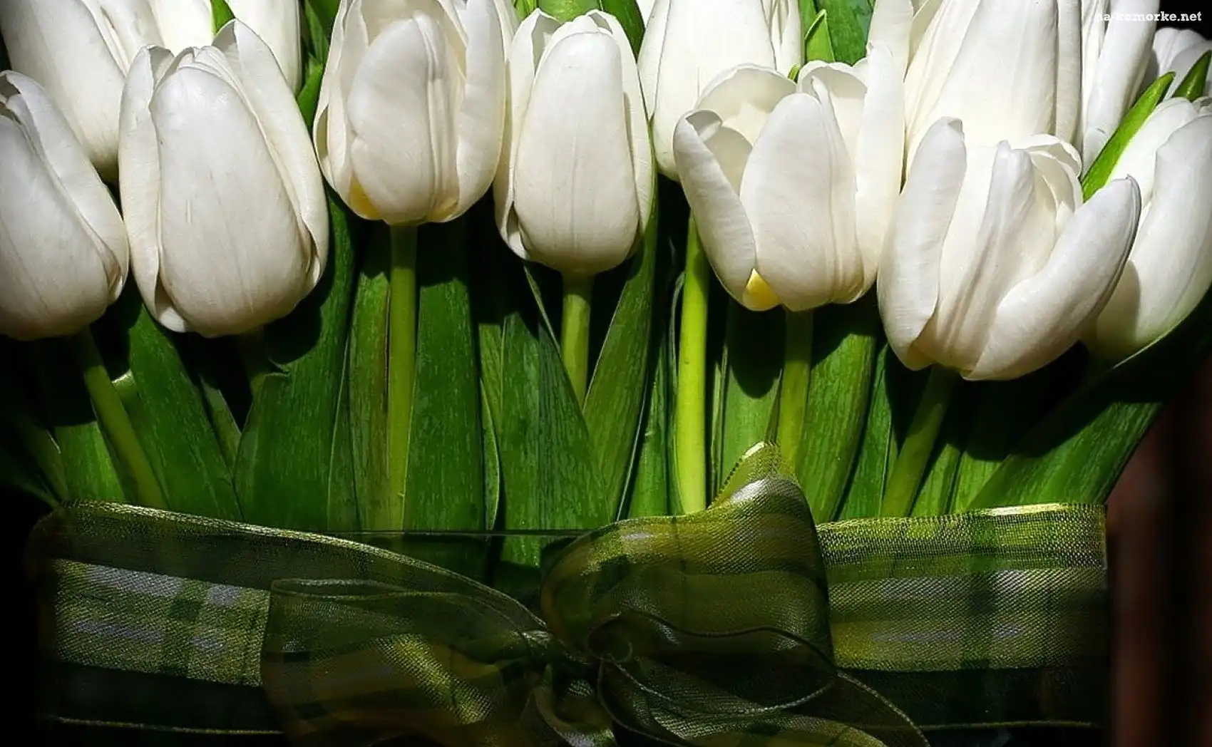 Kokardka, Wiązanka, Białych, Tulipanów, Zielona