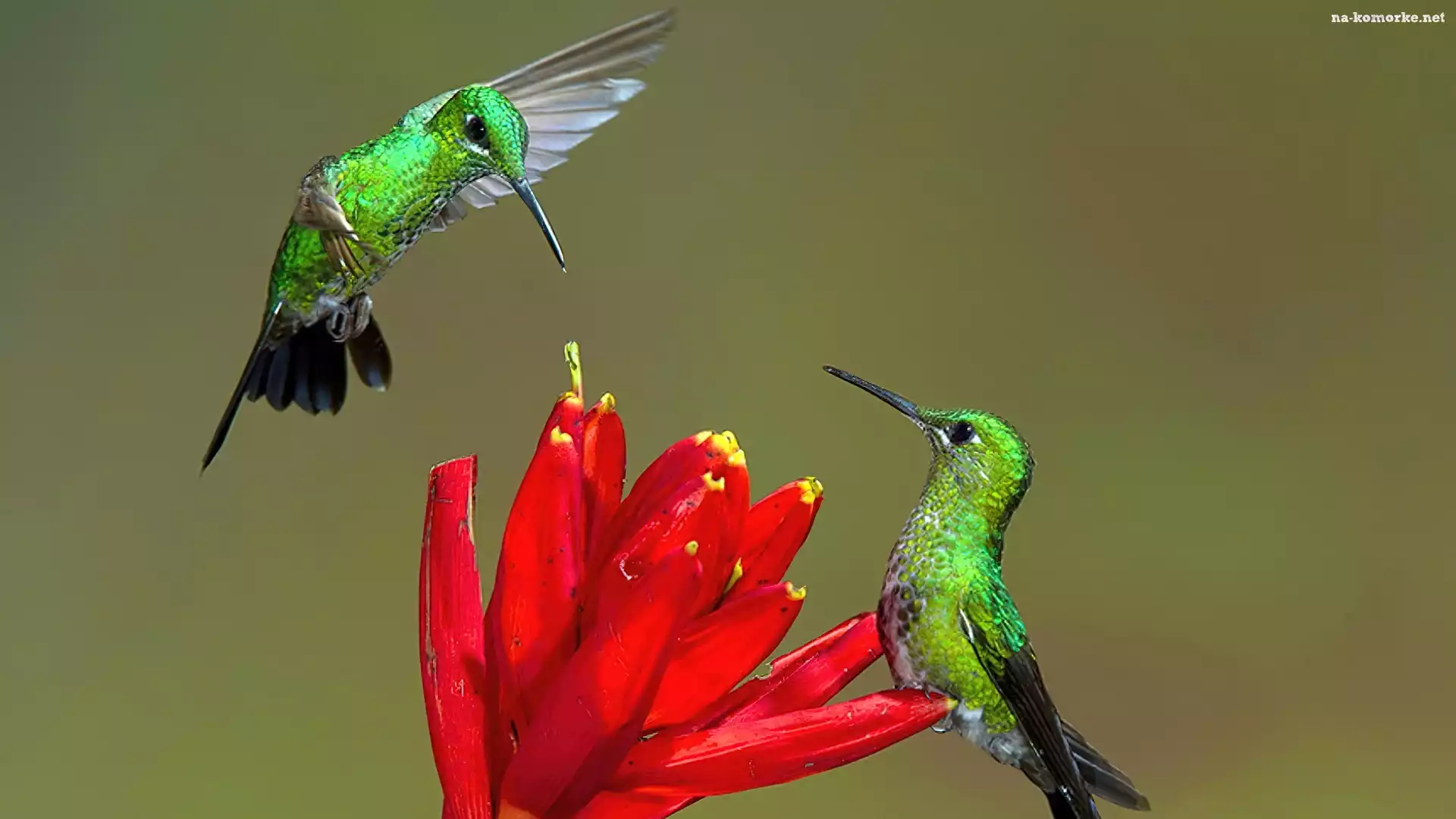 Kolibry, Kwiat