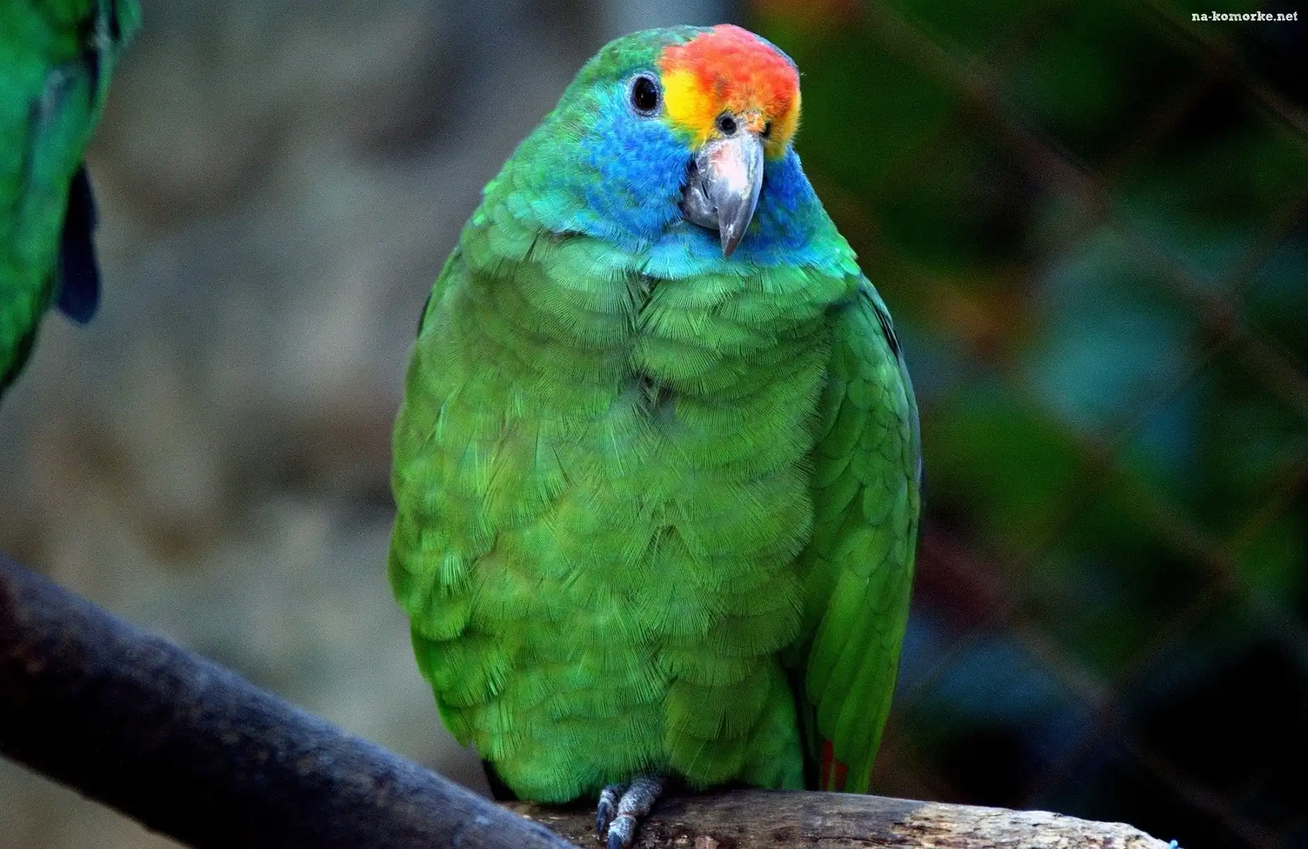 Kolorowa, Papuga