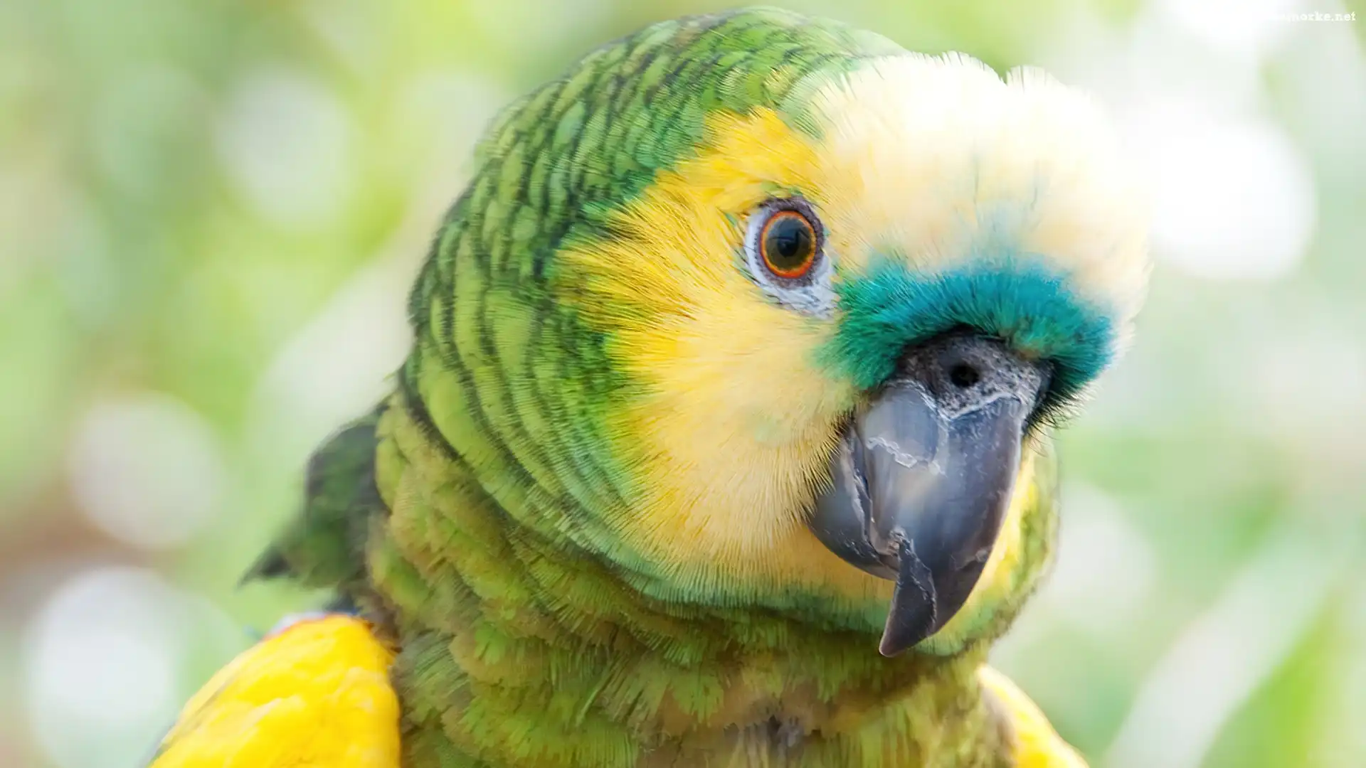 Kolorowa, Papuga