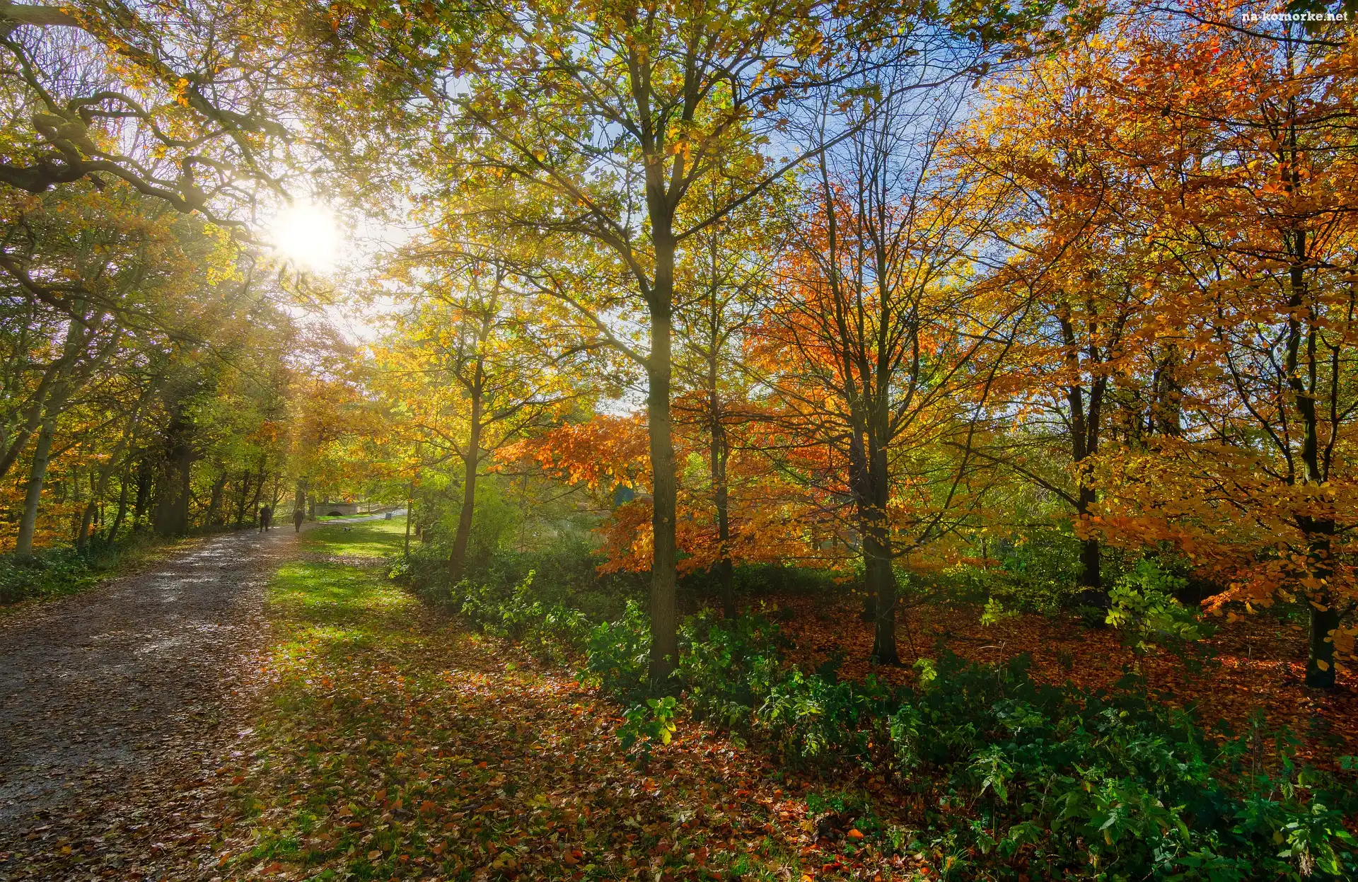 Kolorowe, Jesień, Park, Słońce, Alejka, Drzewa