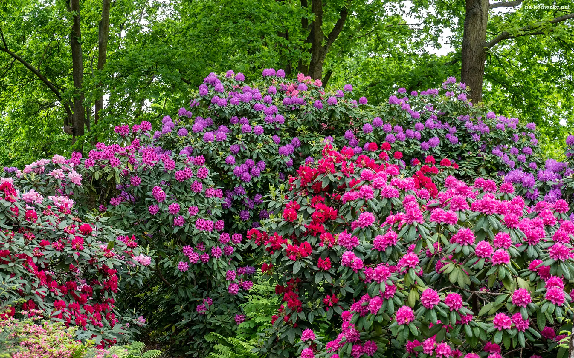 Kolorowe, Różaneczniki, Krzewy, Rododendrony