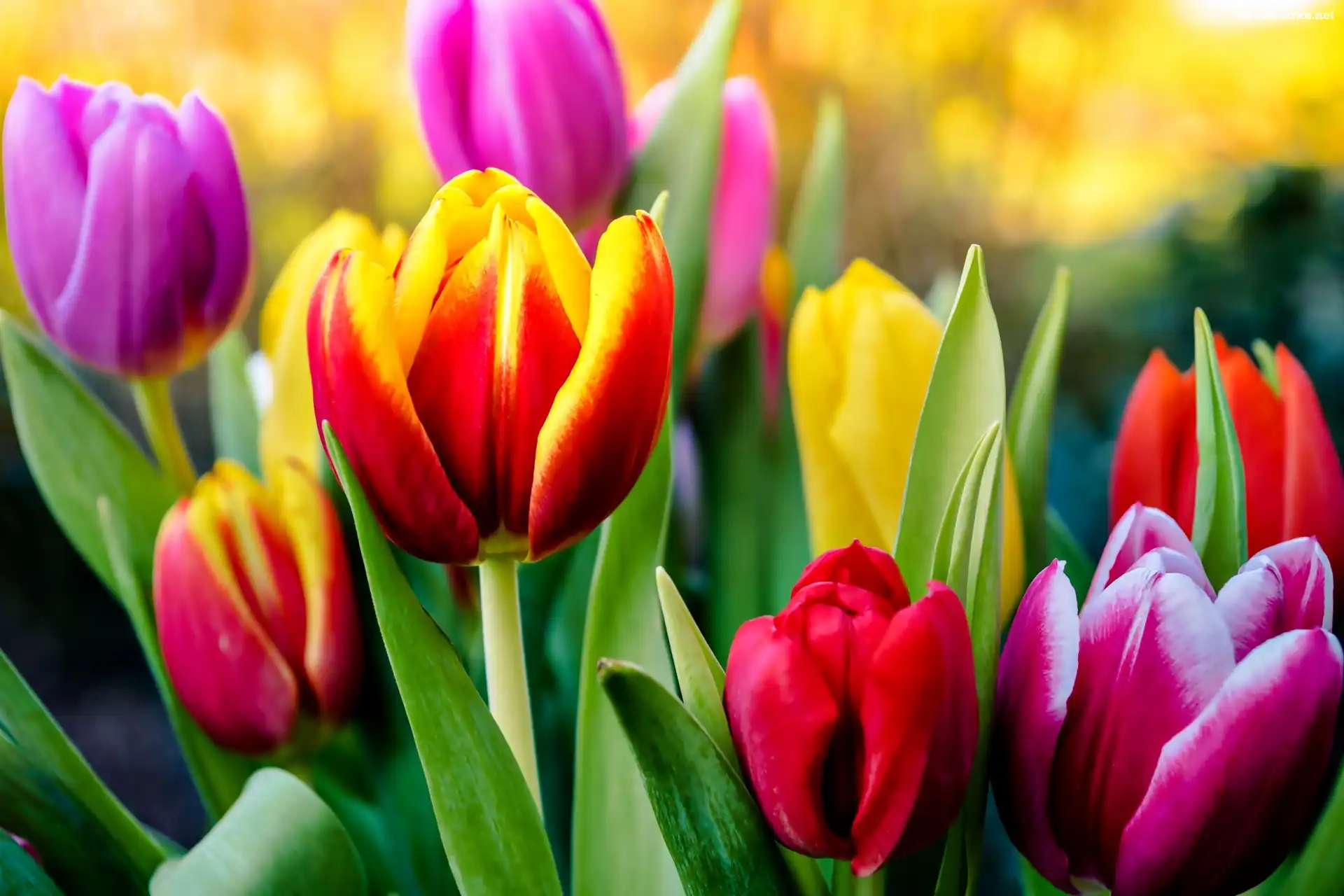 Kwiaty, Kolorowe, Tulipany