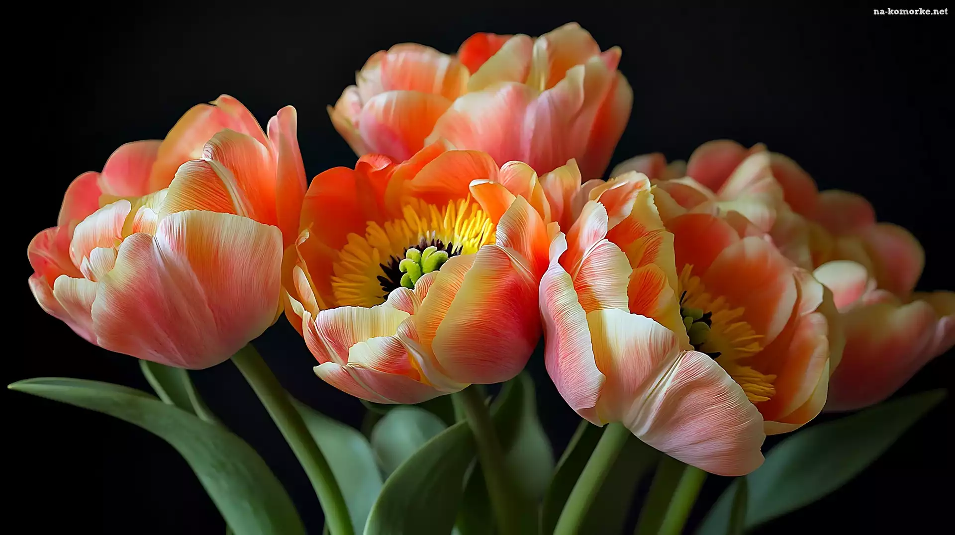 Kwiaty, Grafika, Tulipany, Kolorowe