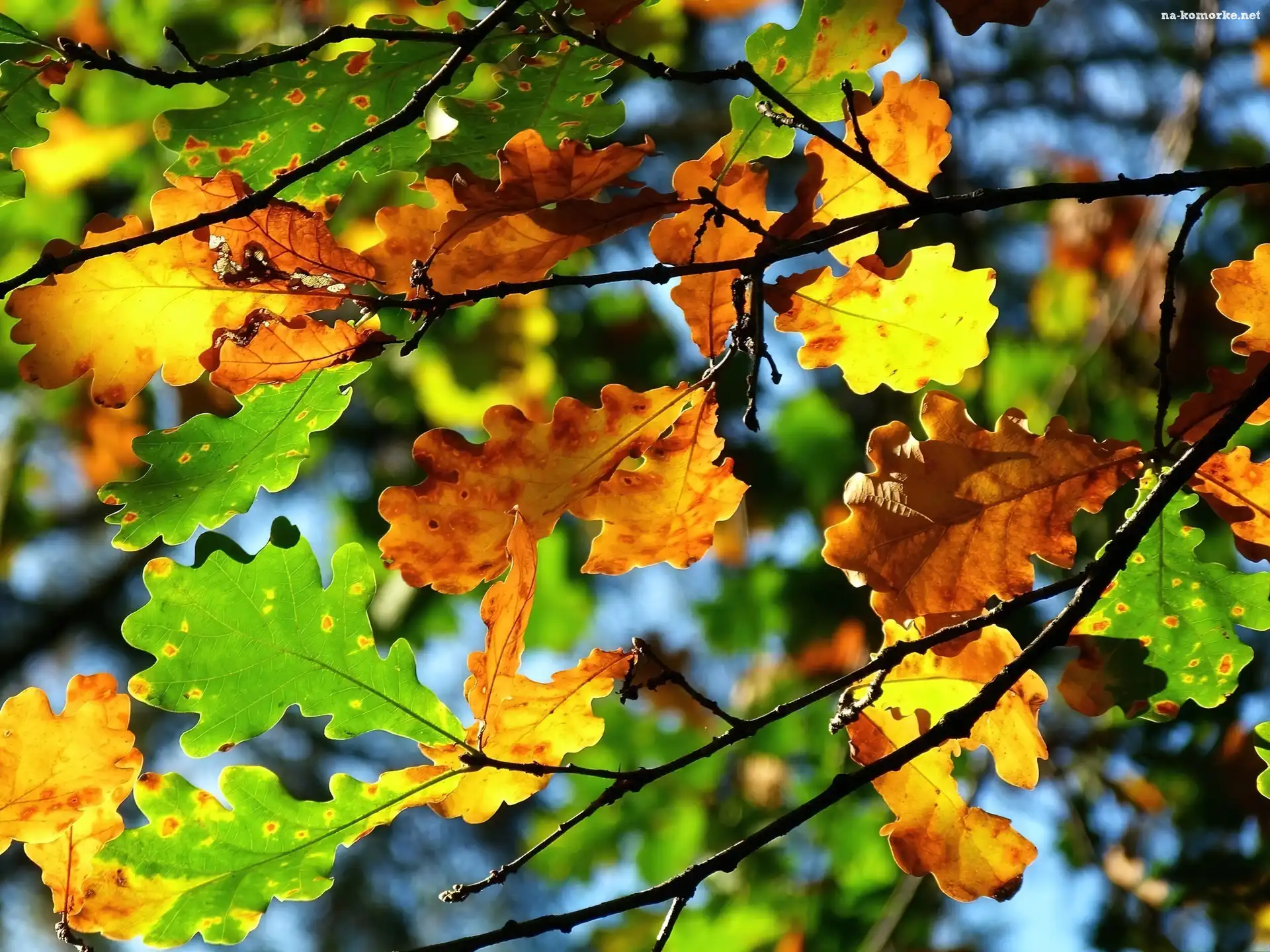 Kolorowe, Jesień, Liście, Dębu