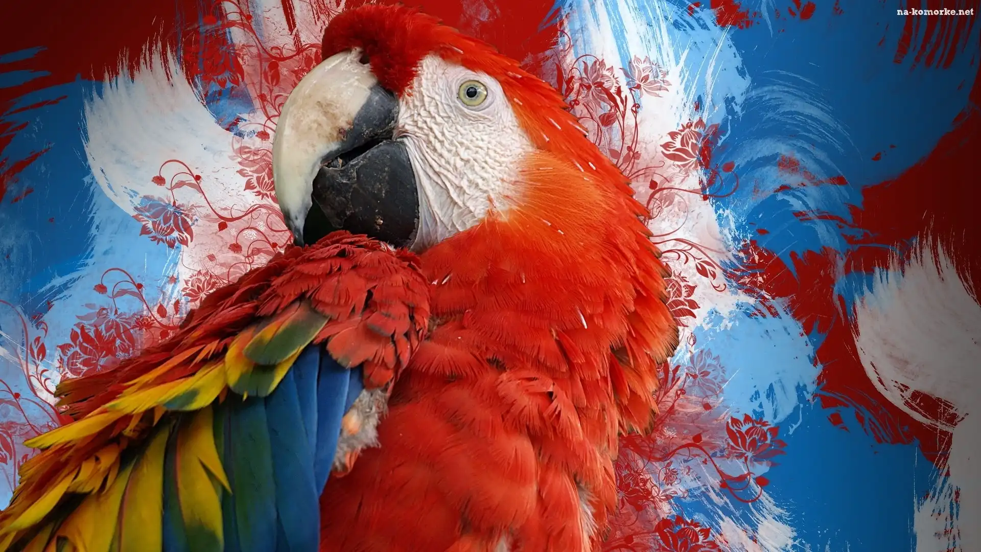 Papuga, Kolorowe, Pióra