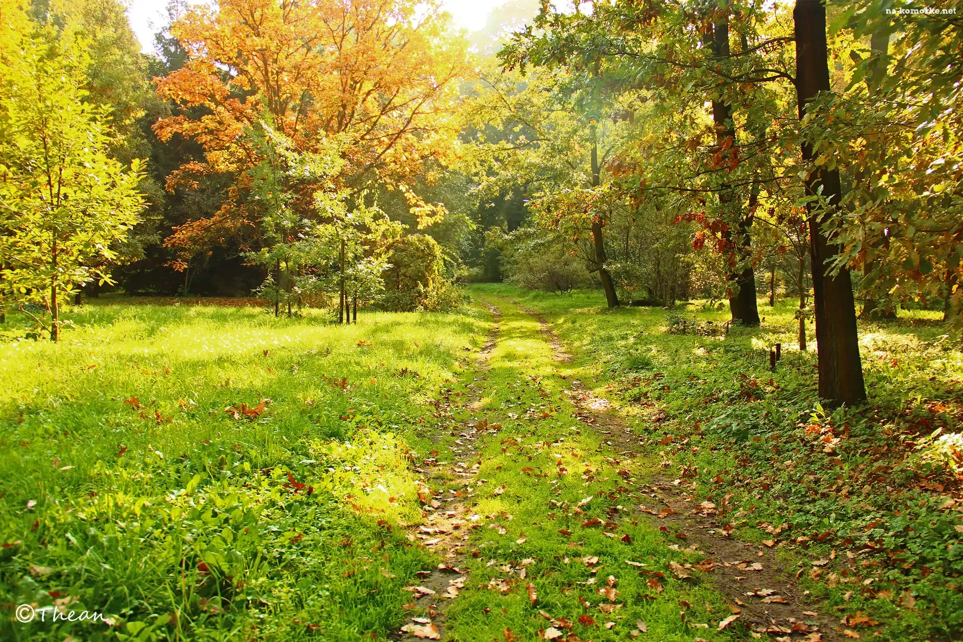 Park, Kolorowe, Liście, Dróżka, Drzewa, Trawa, Jesień