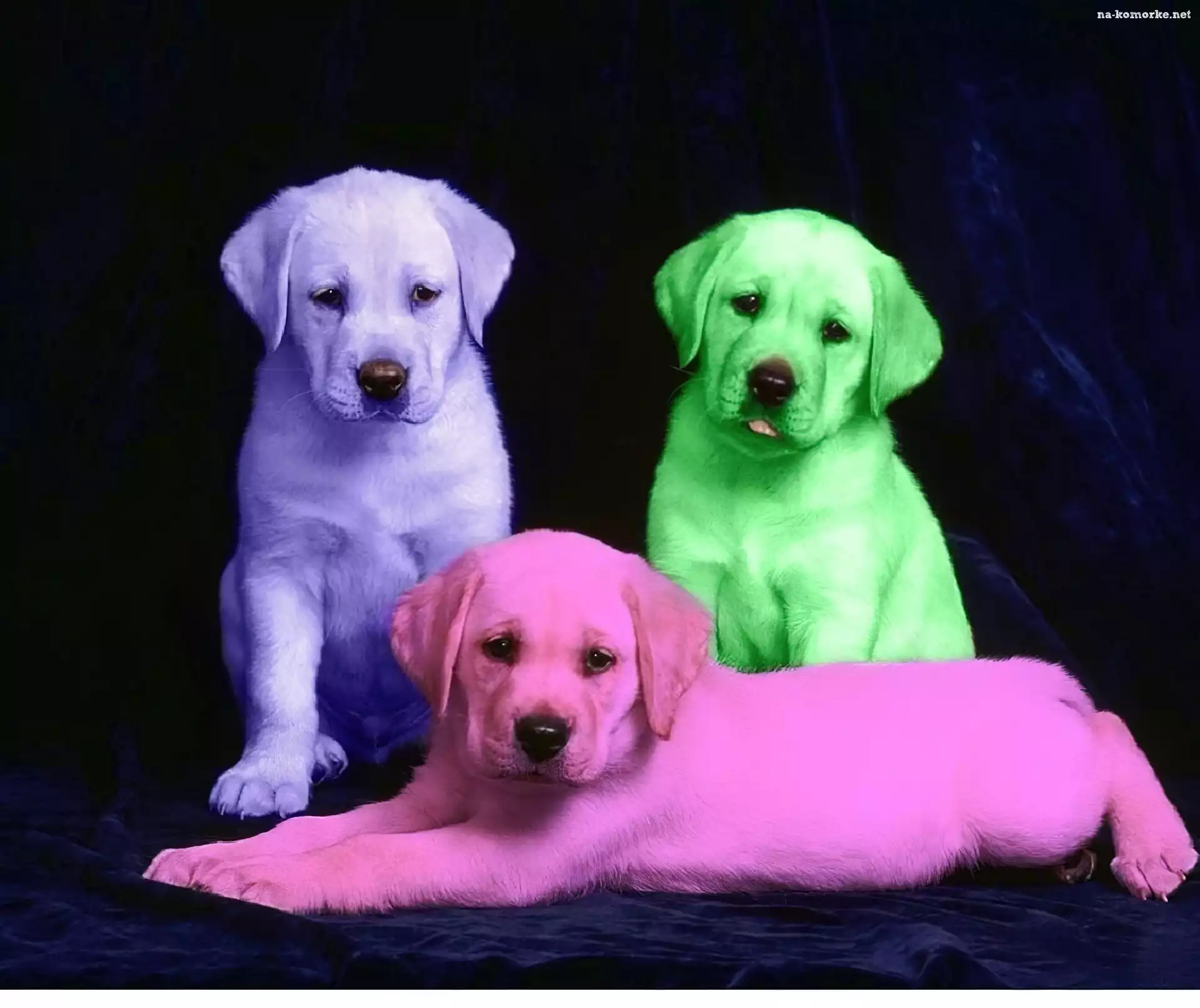 Kolorowe, Labradory, Retrievery