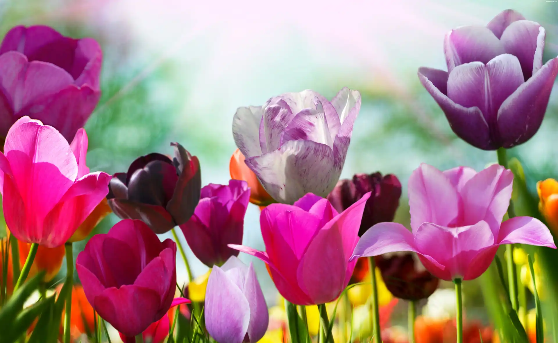 Kolorowe, Tulipany
