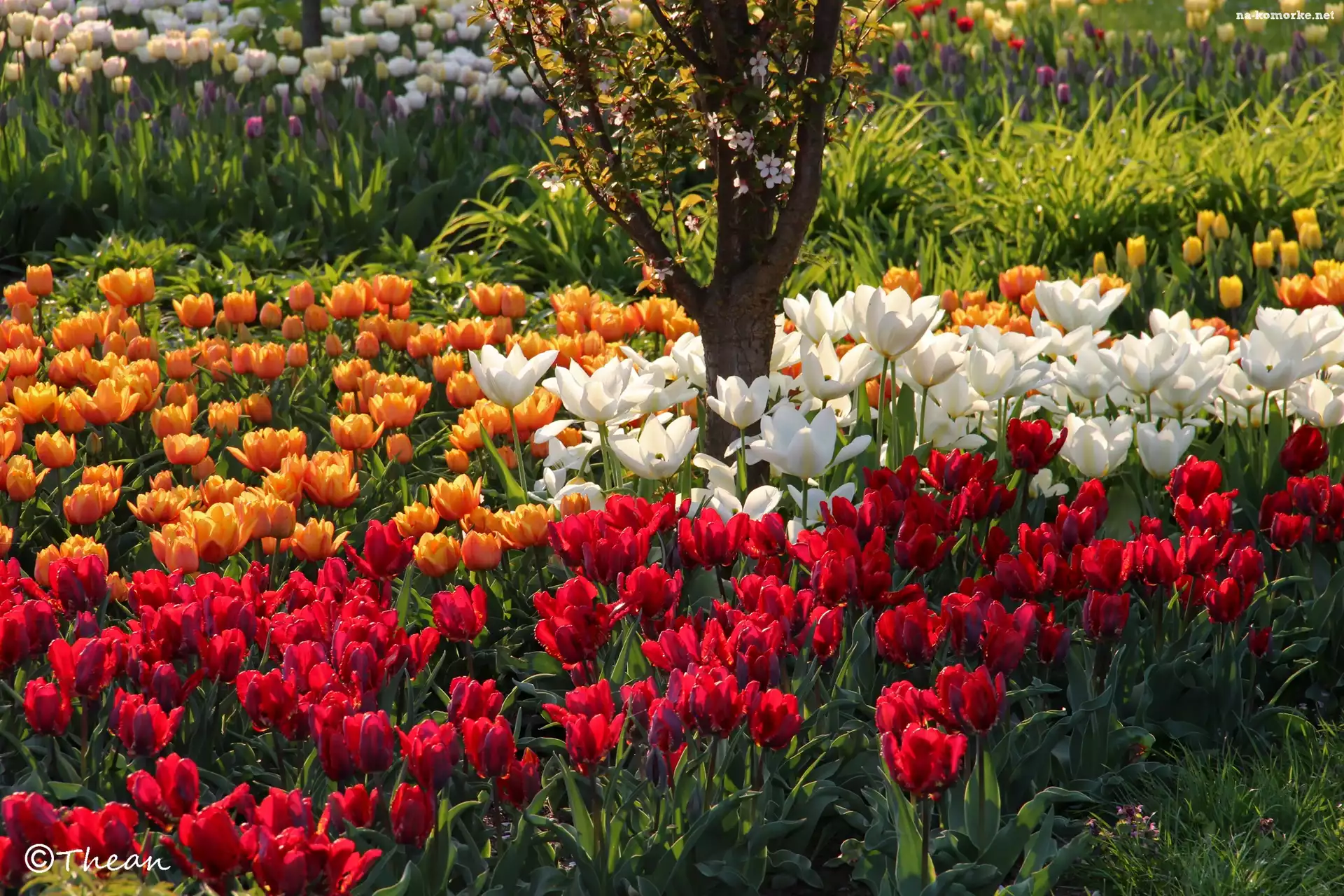 Kolorowe, Tulipany