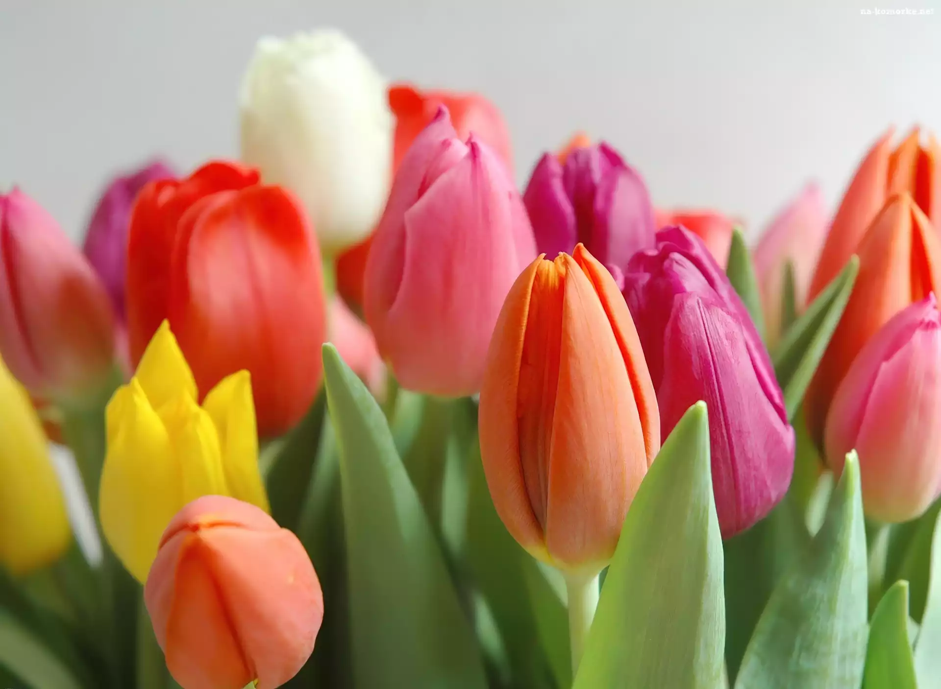 Kolorowe, Tulipany