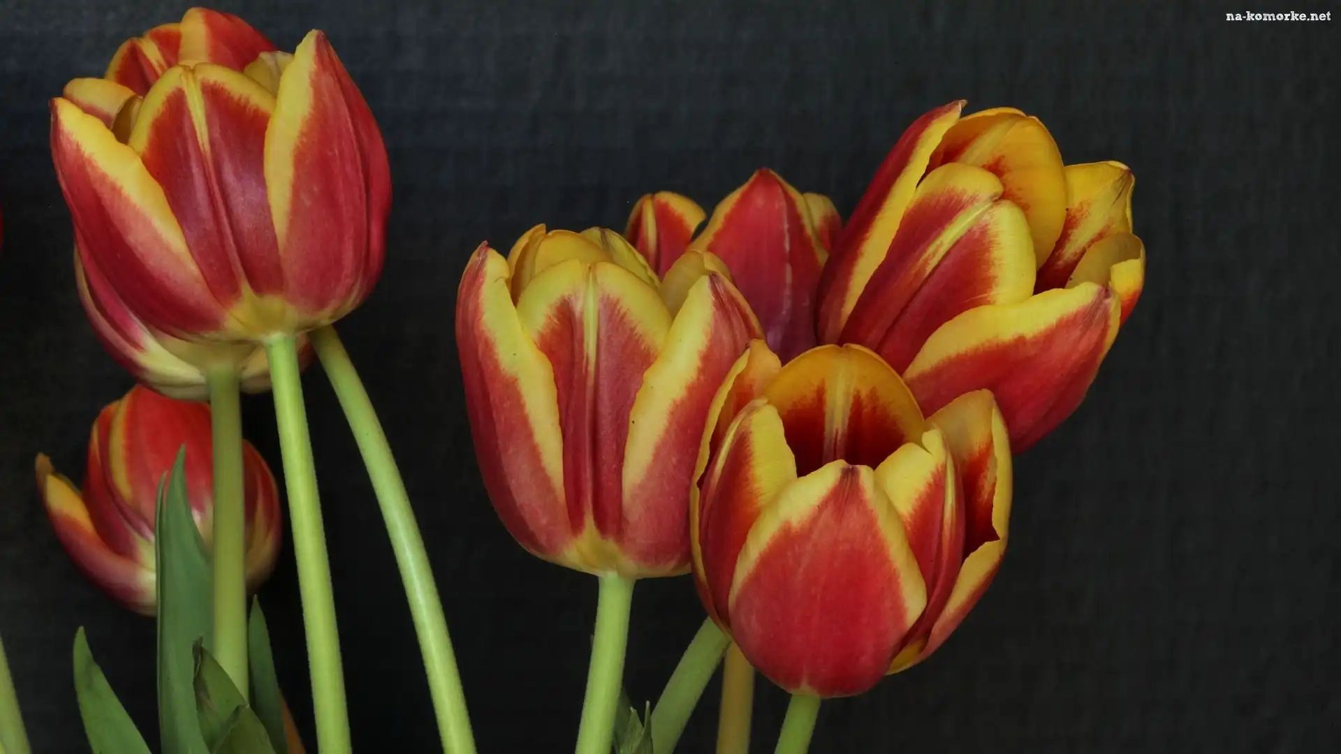 Kolorowe, Tulipany