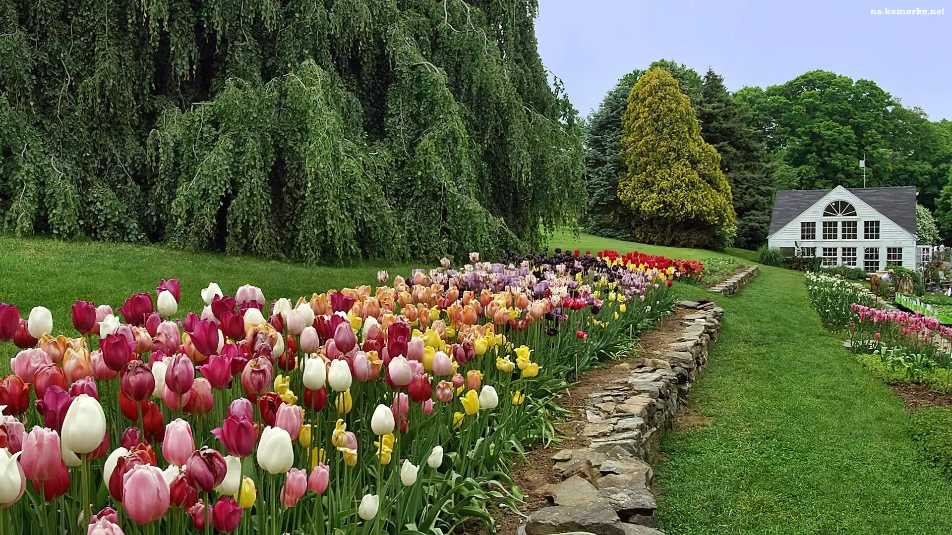 Kolorowe, Dom, Tulipany, Ogród