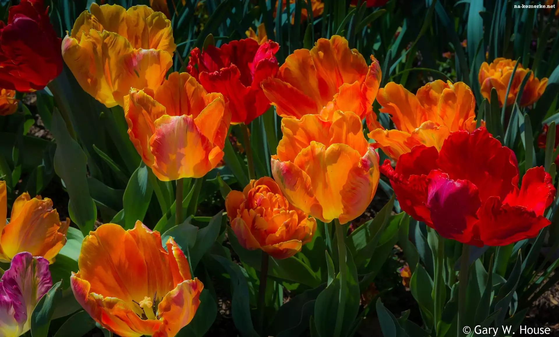 Tulipany, Kolorowe, Kwiaty