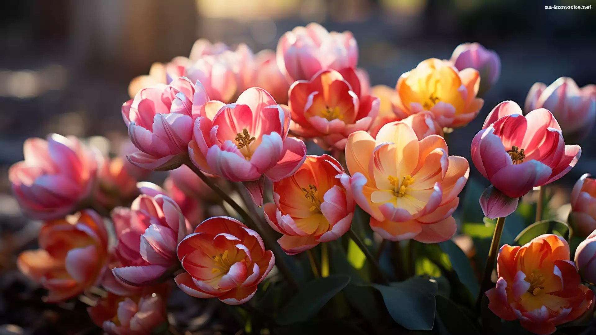 Tulipany, Bukiet, Kwiaty, Kolorowe