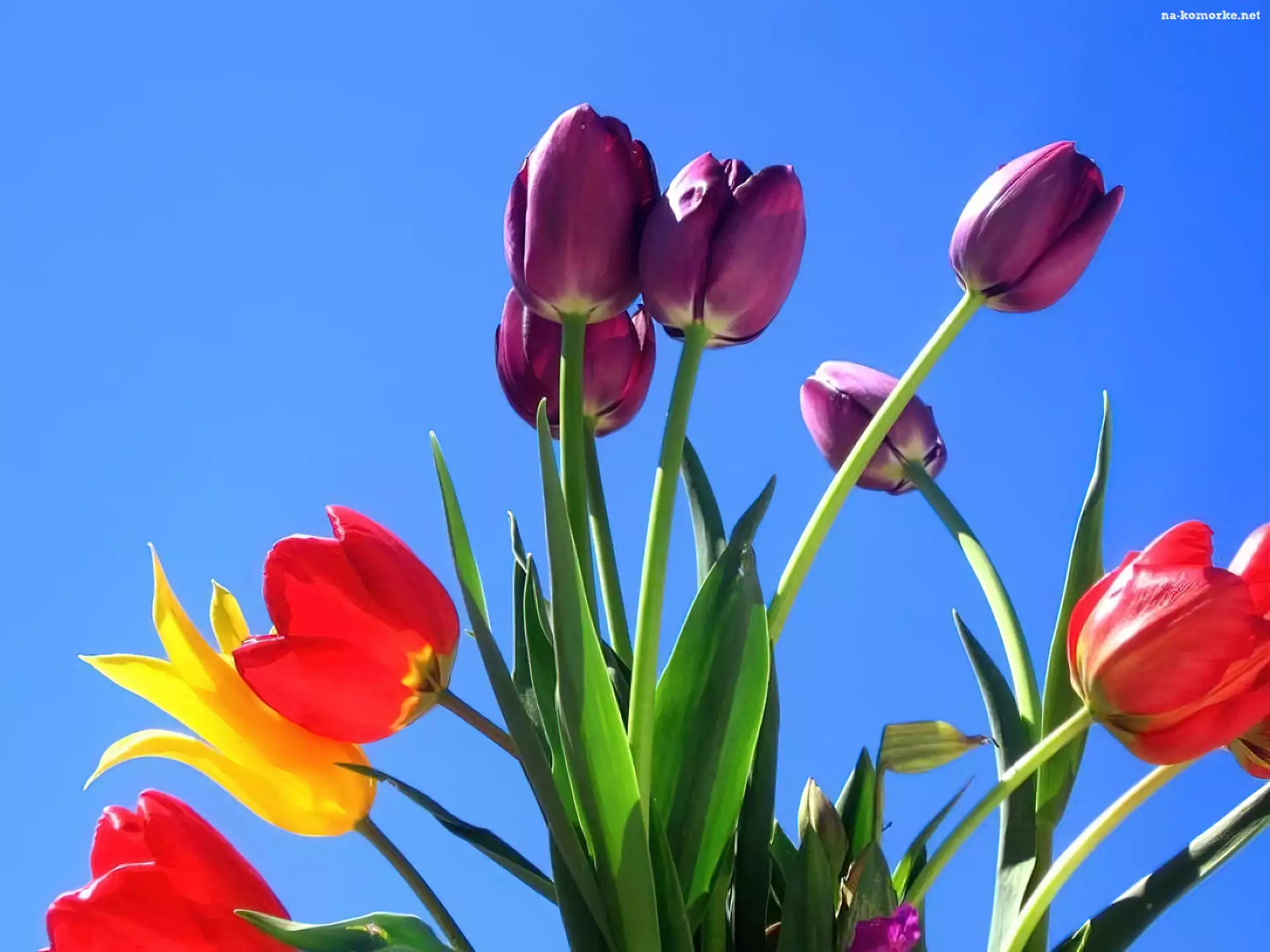 Niebieskie, Niebo, Kolorowe, Tulipany