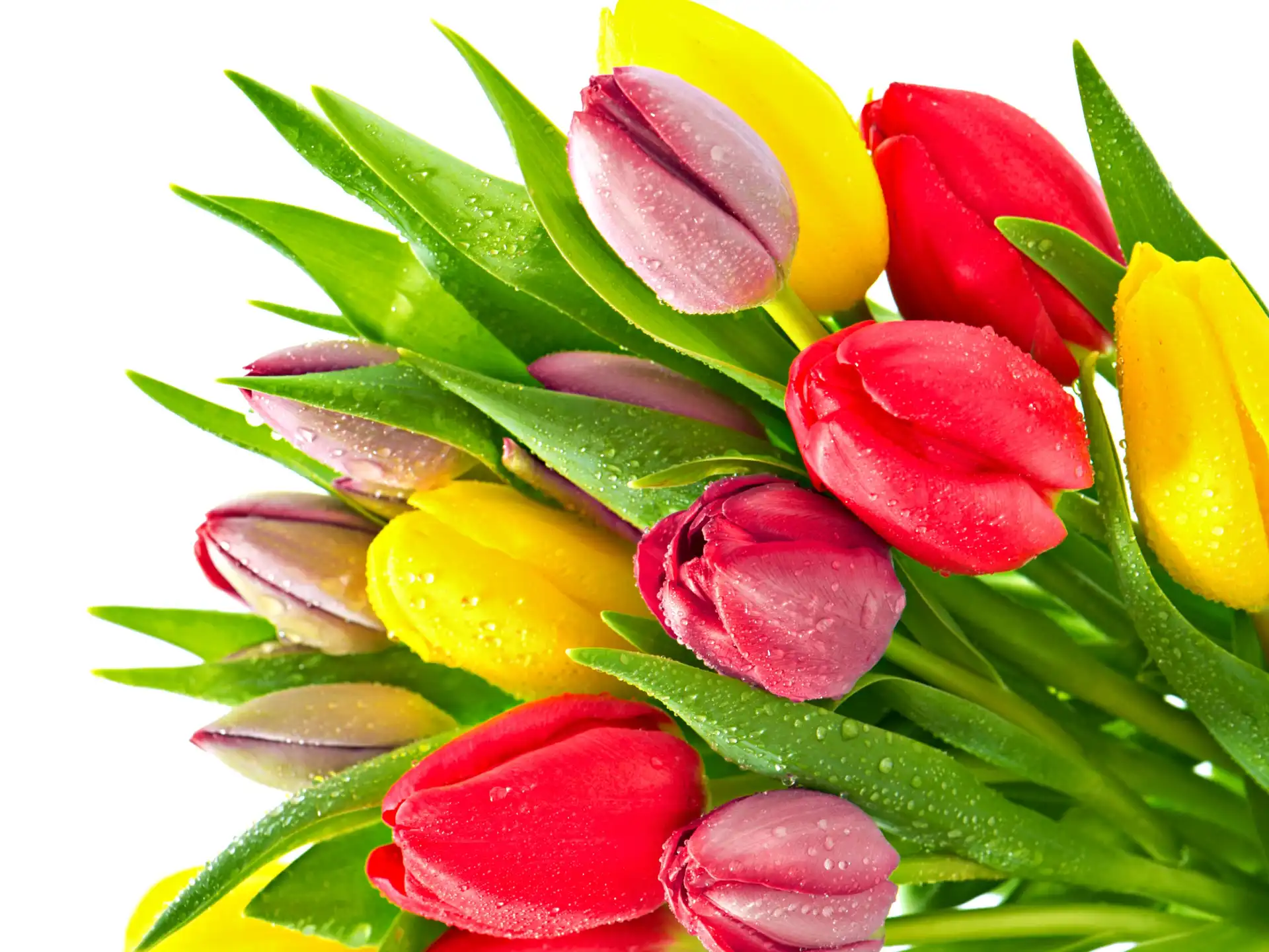 Kolorowe, Rosy, Tulipany, Krople