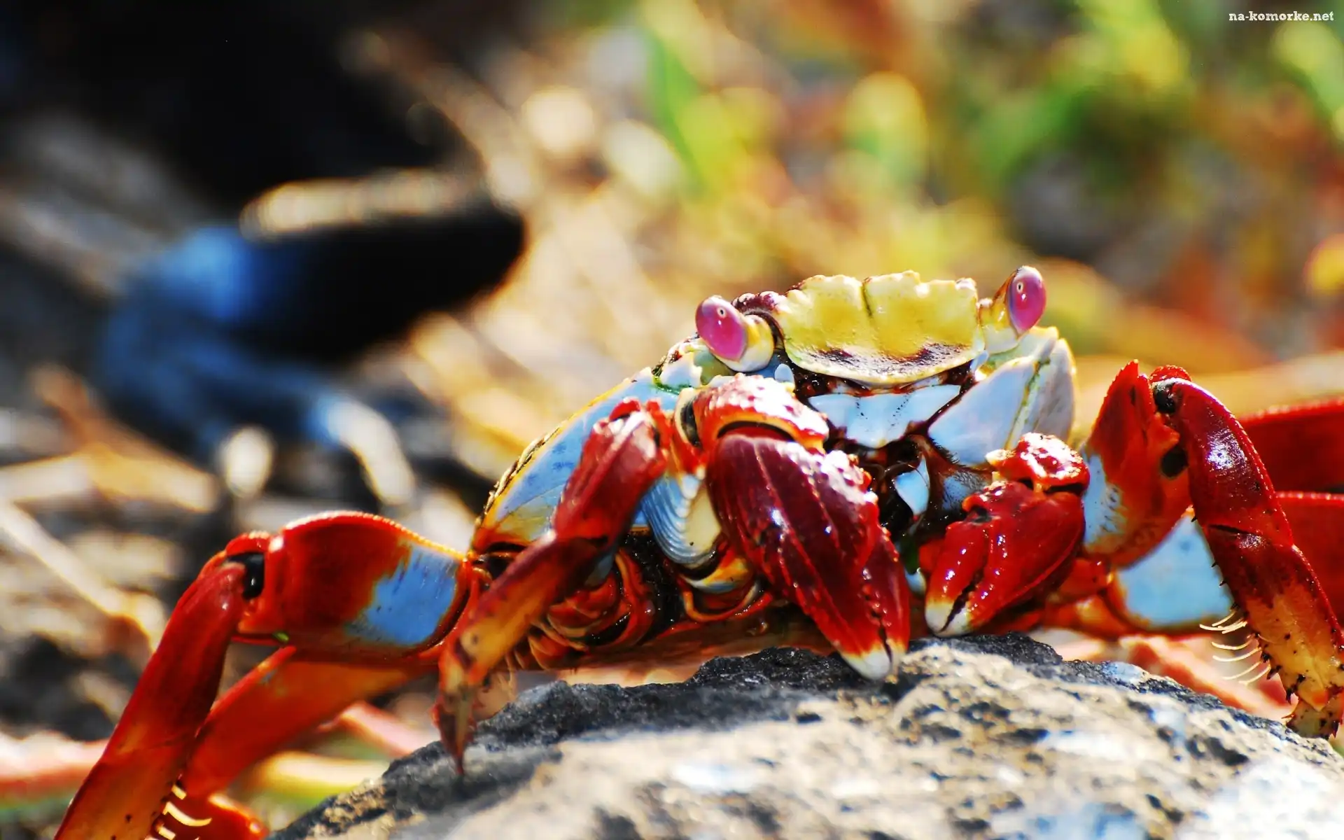 Kolorowy, Krab