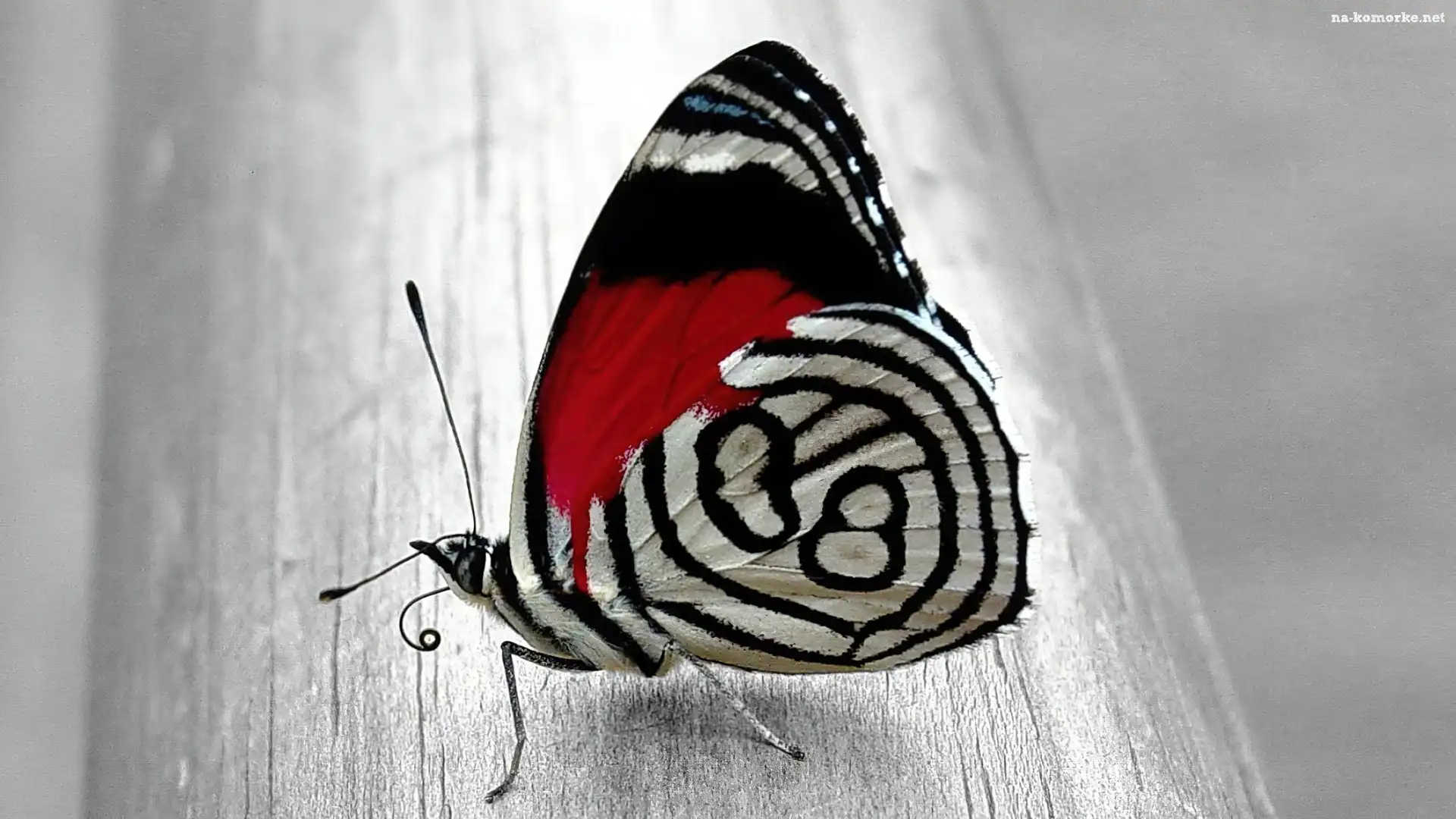 Piękny, Kolorowy, Motyl