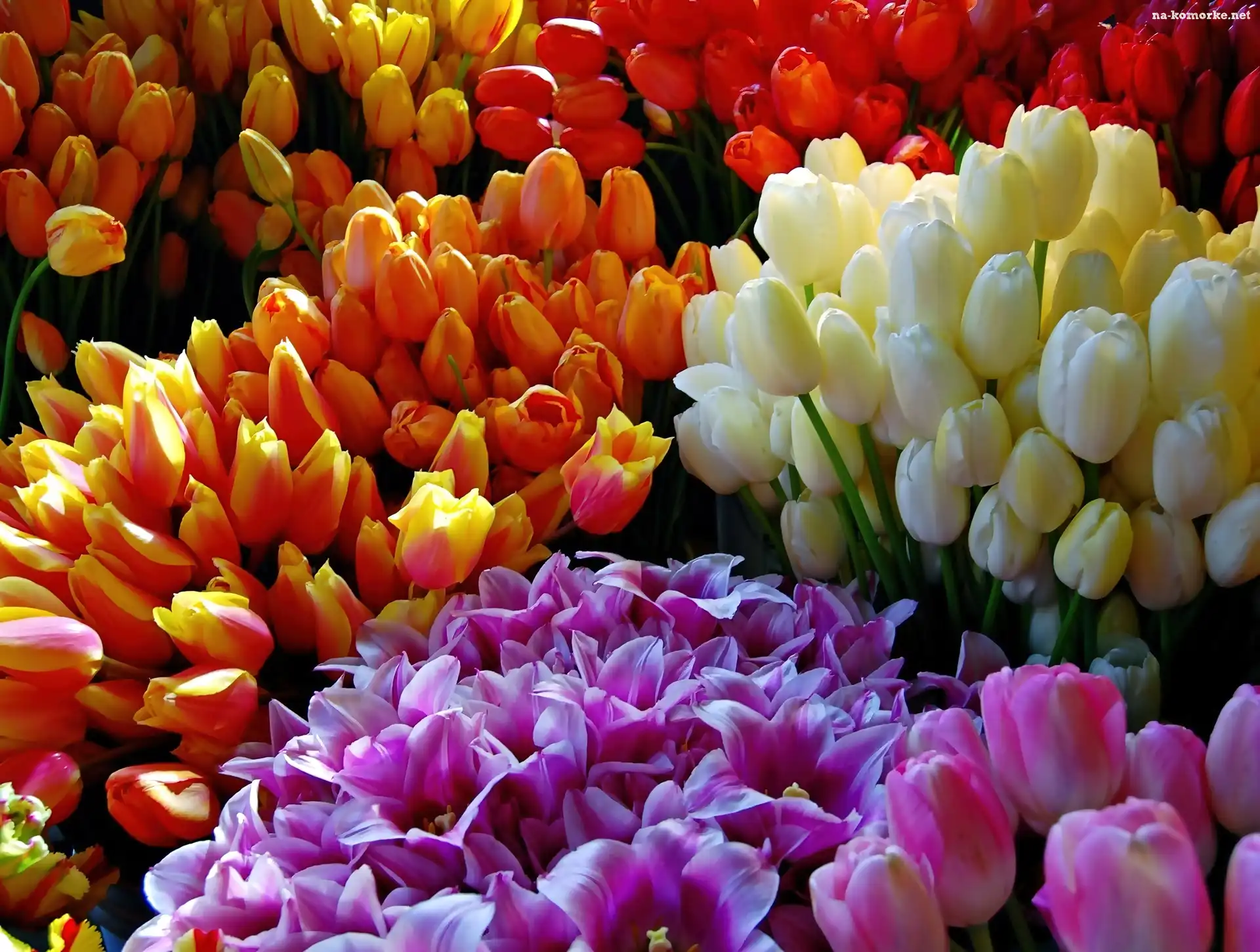 Bukiety, Kolorowych, Tulipanów