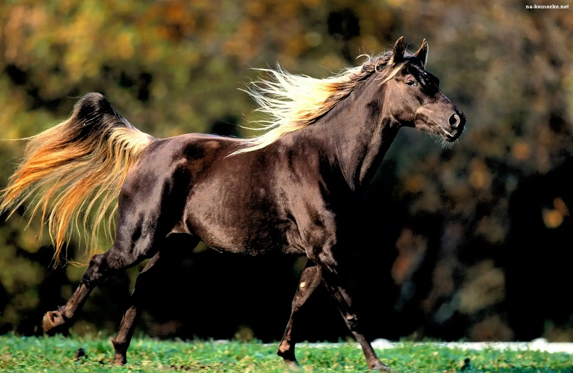Koń