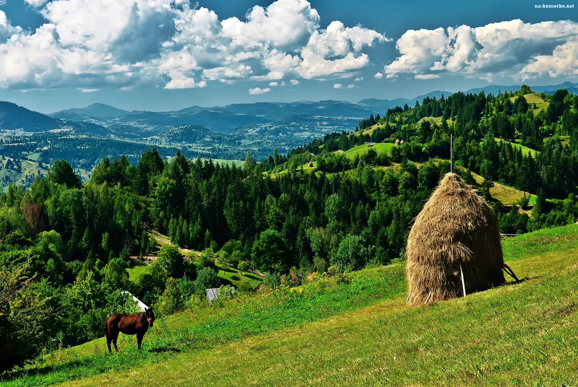 Koń, Lasy, Góry, Siana, Łąka, Stóg