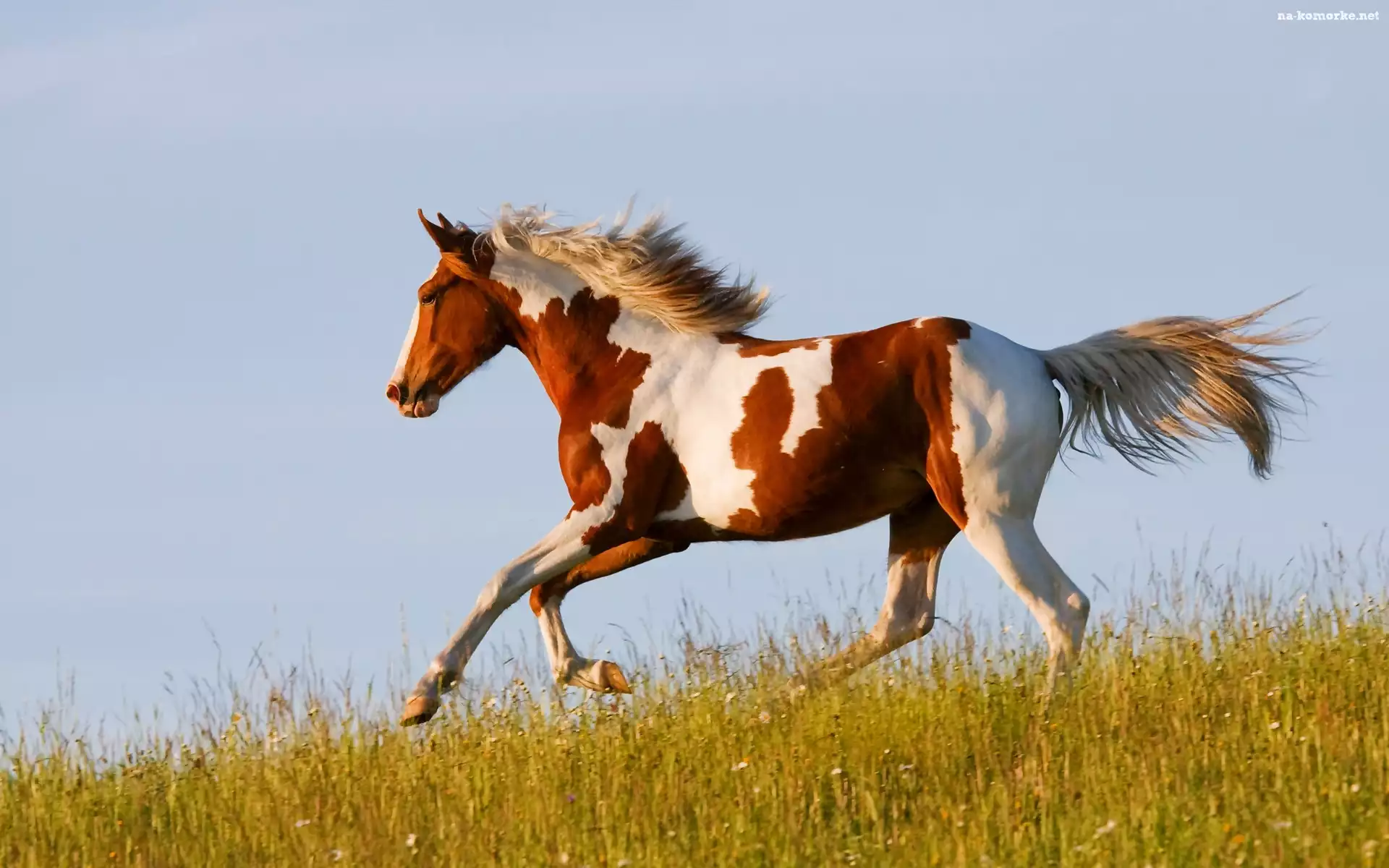 Koń, Niebo, Galop, Łąka