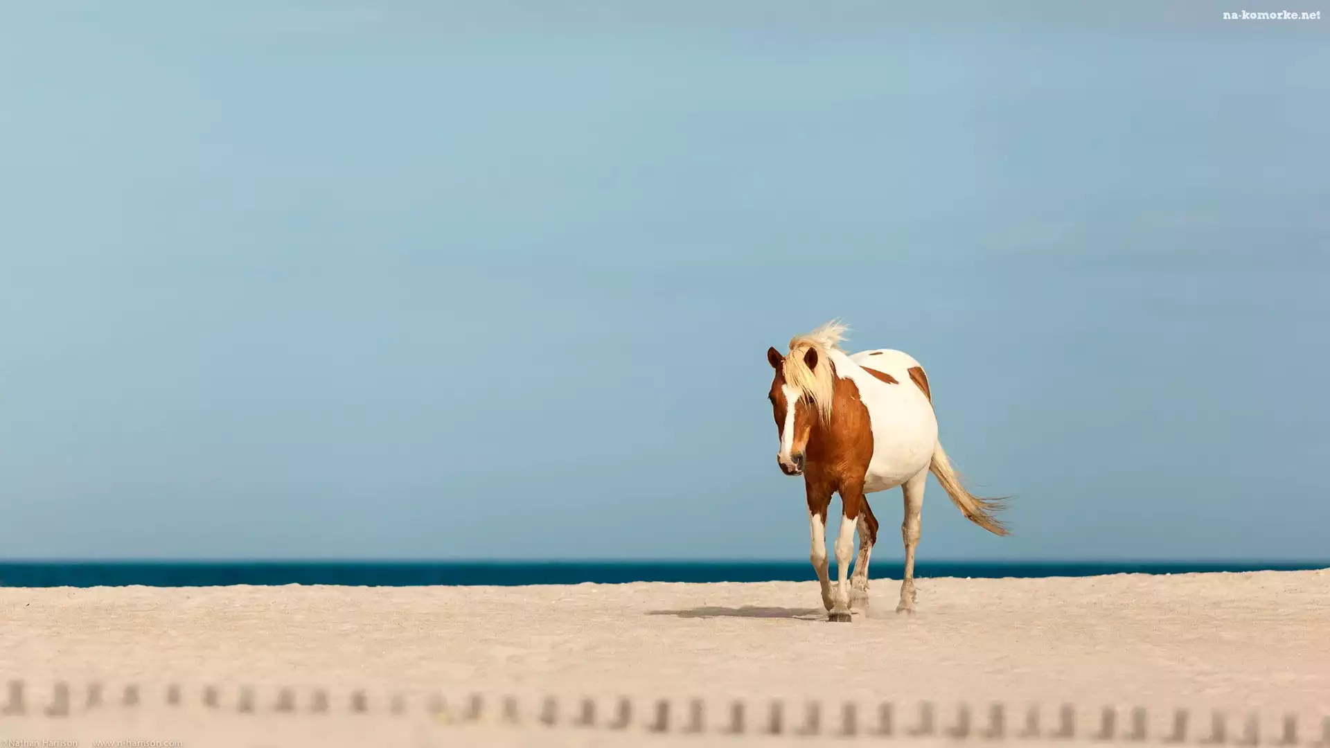 Koń, Plaża