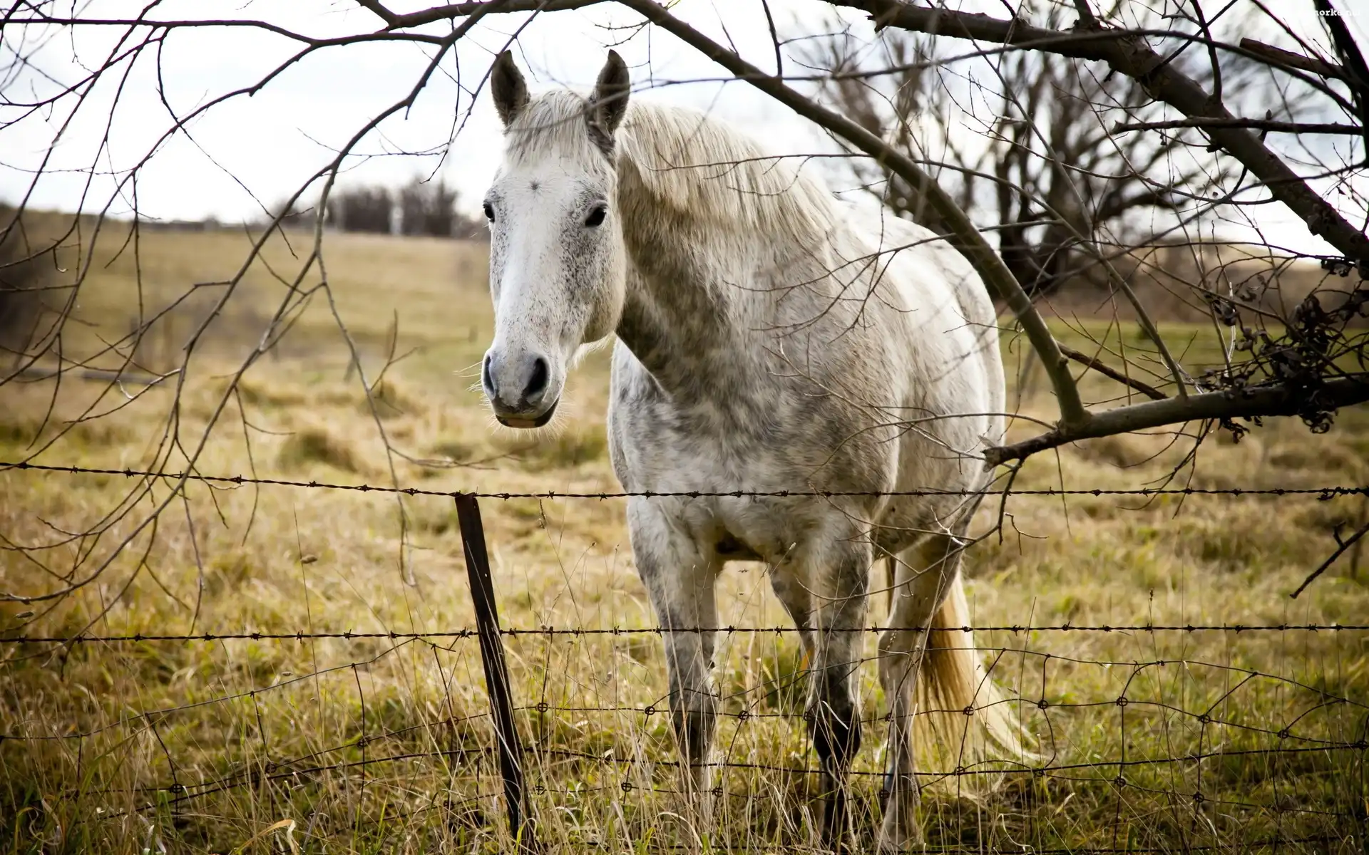 Koń, Zagroda, Siwek, Łąka