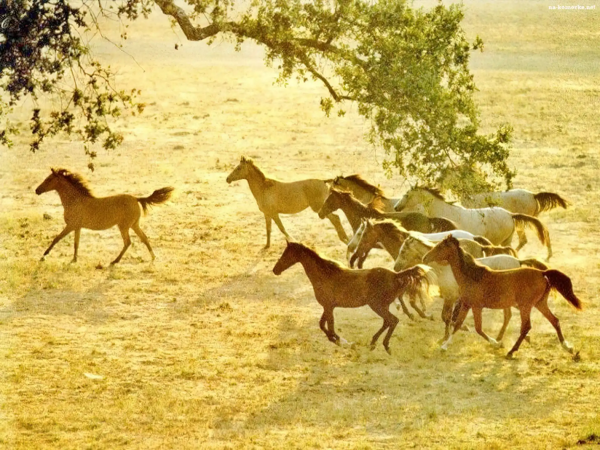 Koń, łąka, stado, tabun
