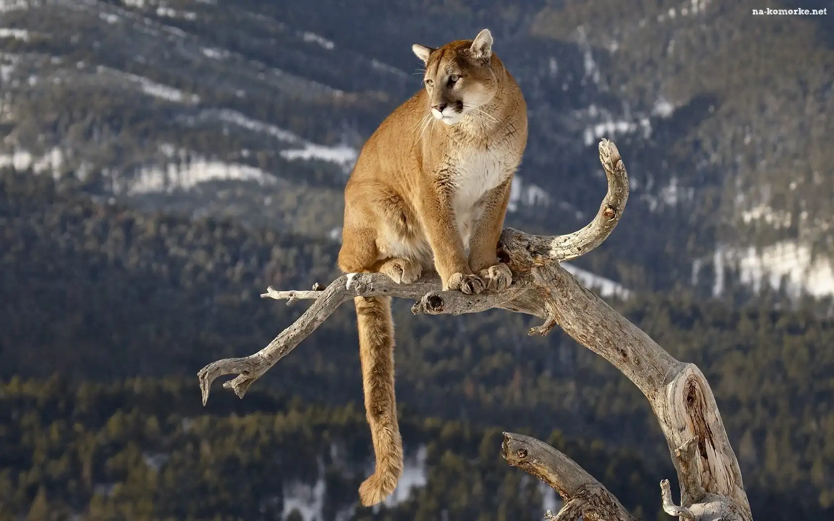 Puma, Drzewo, Konar